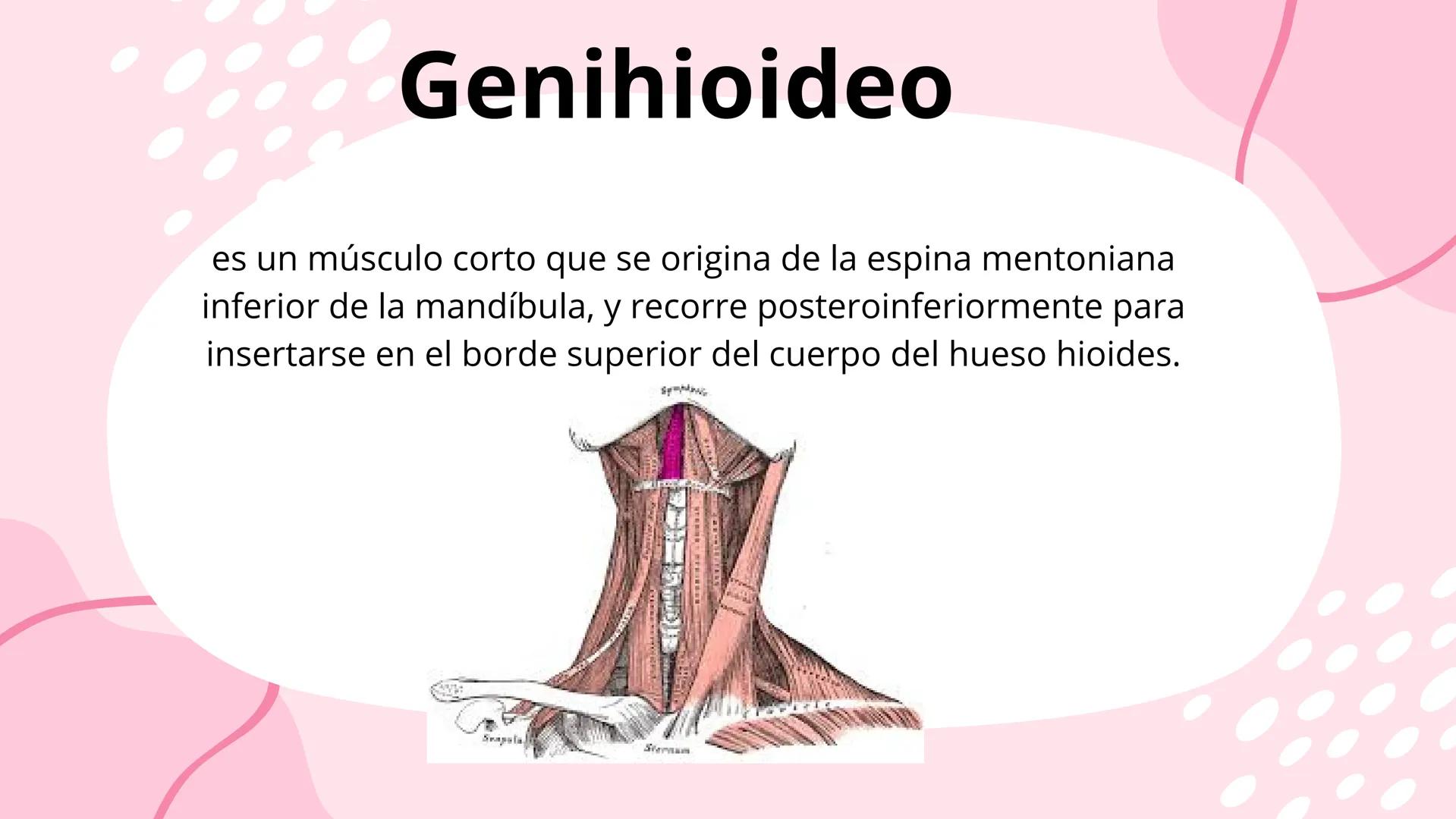 # Músculos suprahioideos
Fernando Adair De La Rosa Guevara
odontologia.
Anatomia humana. Los músculos suprahioideos son cuatro músculos s