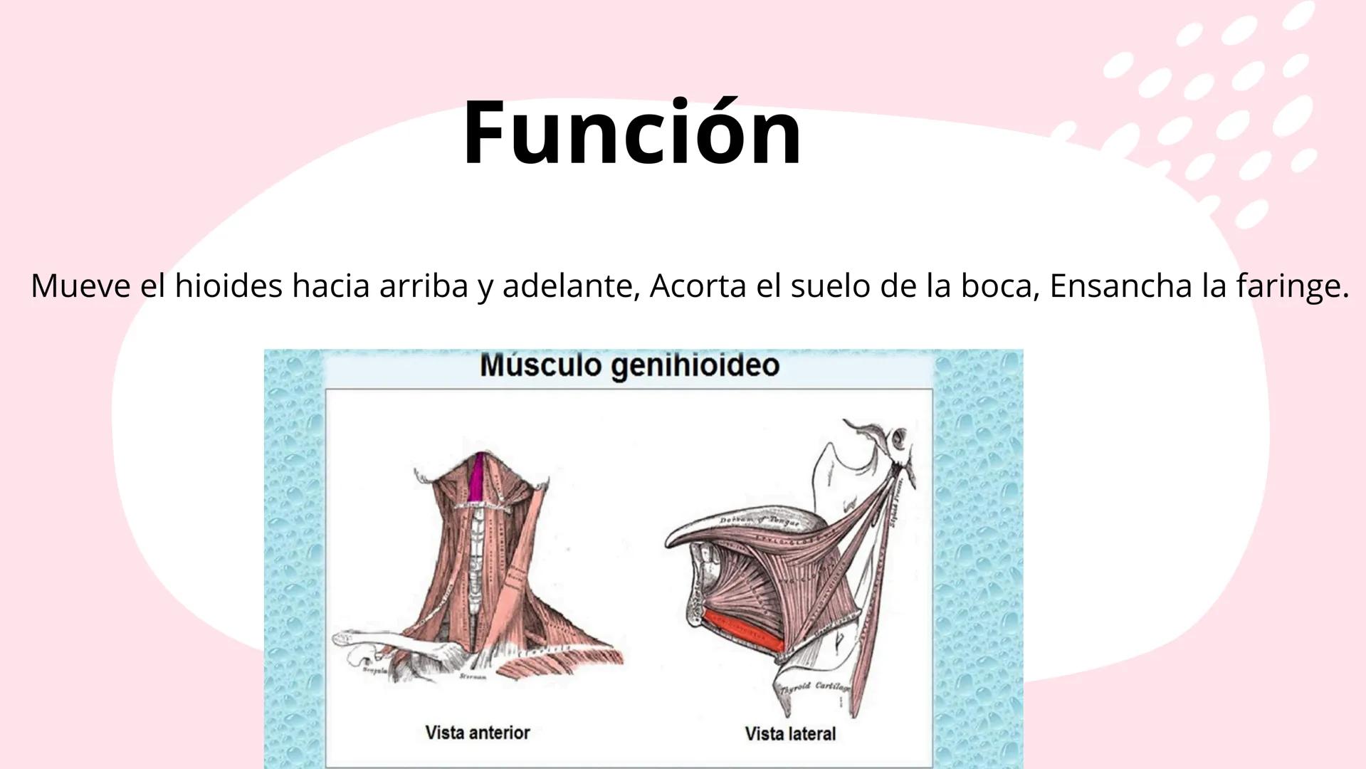 # Músculos suprahioideos
Fernando Adair De La Rosa Guevara
odontologia.
Anatomia humana. Los músculos suprahioideos son cuatro músculos s