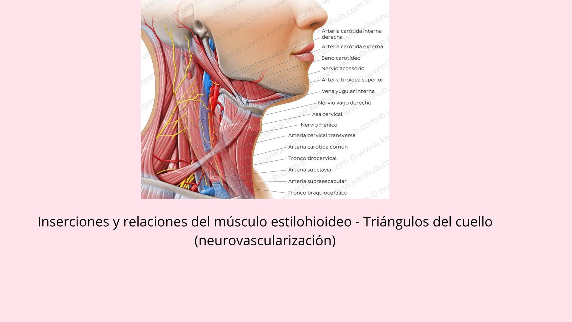 # Músculos suprahioideos
Fernando Adair De La Rosa Guevara
odontologia.
Anatomia humana. Los músculos suprahioideos son cuatro músculos s