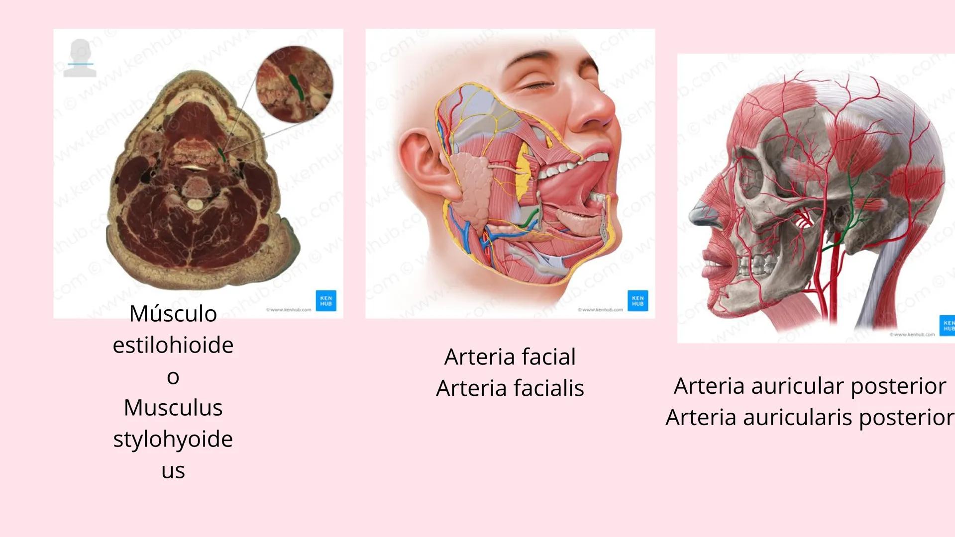 # Músculos suprahioideos
Fernando Adair De La Rosa Guevara
odontologia.
Anatomia humana. Los músculos suprahioideos son cuatro músculos s