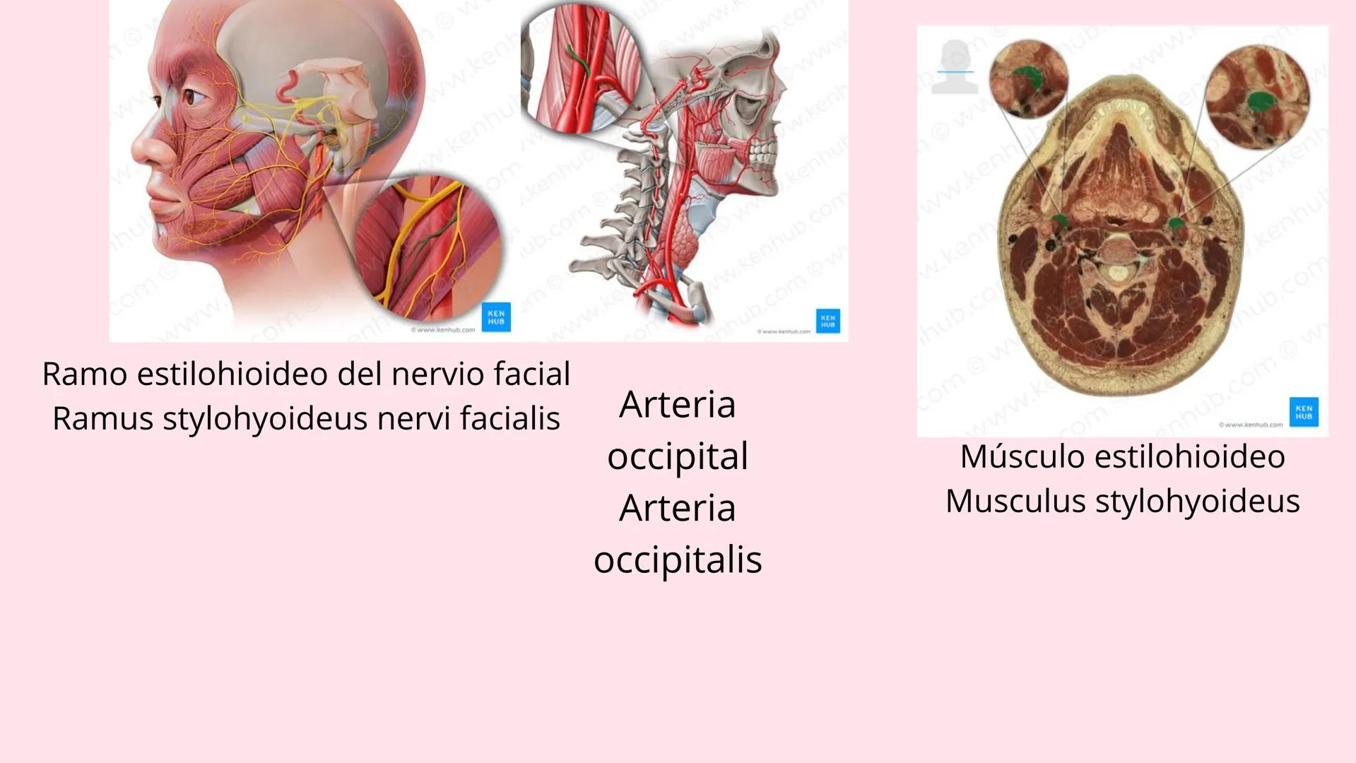 # Músculos suprahioideos
Fernando Adair De La Rosa Guevara
odontologia.
Anatomia humana. Los músculos suprahioideos son cuatro músculos s