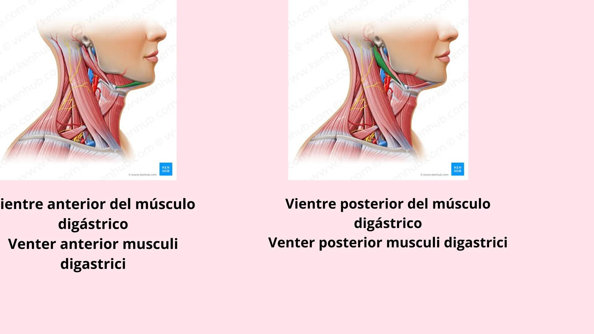 # Músculos suprahioideos
Fernando Adair De La Rosa Guevara
odontologia.
Anatomia humana. Los músculos suprahioideos son cuatro músculos s