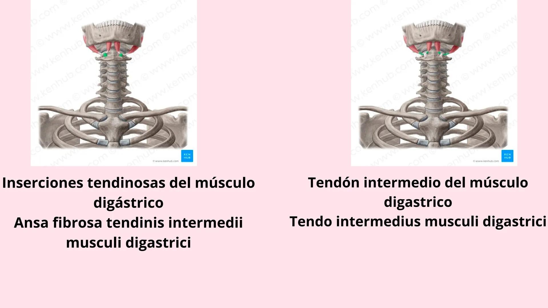 # Músculos suprahioideos
Fernando Adair De La Rosa Guevara
odontologia.
Anatomia humana. Los músculos suprahioideos son cuatro músculos s