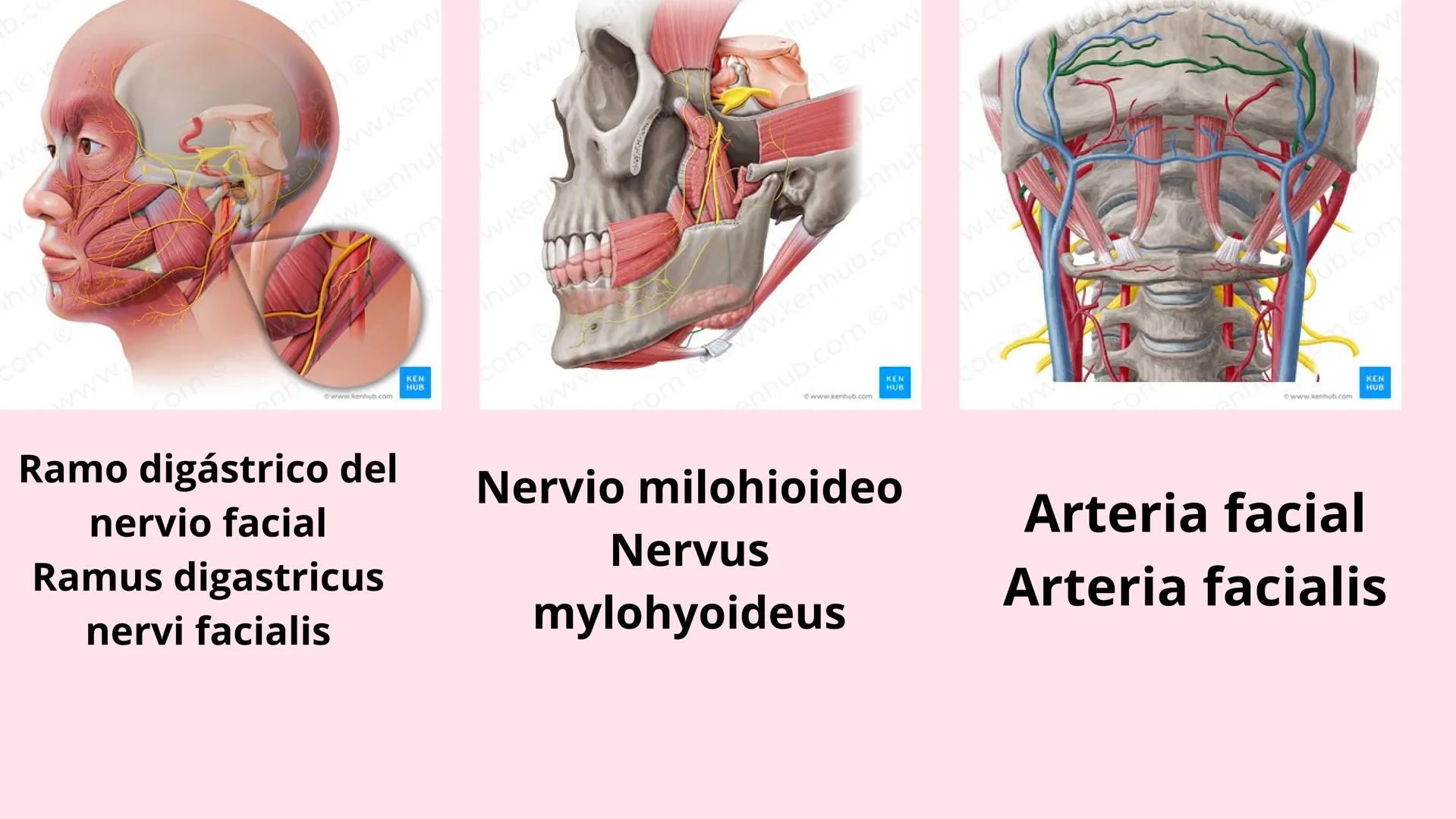 # Músculos suprahioideos
Fernando Adair De La Rosa Guevara
odontologia.
Anatomia humana. Los músculos suprahioideos son cuatro músculos s