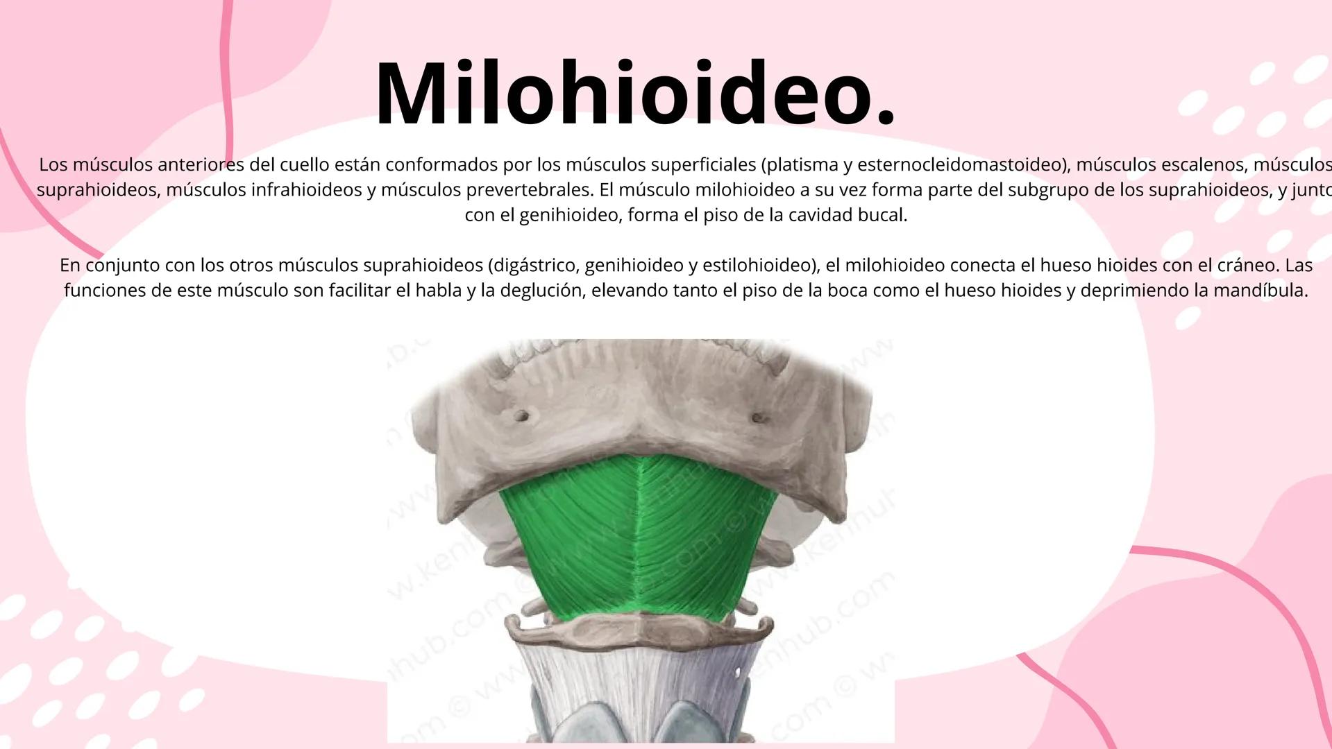 # Músculos suprahioideos
Fernando Adair De La Rosa Guevara
odontologia.
Anatomia humana. Los músculos suprahioideos son cuatro músculos s