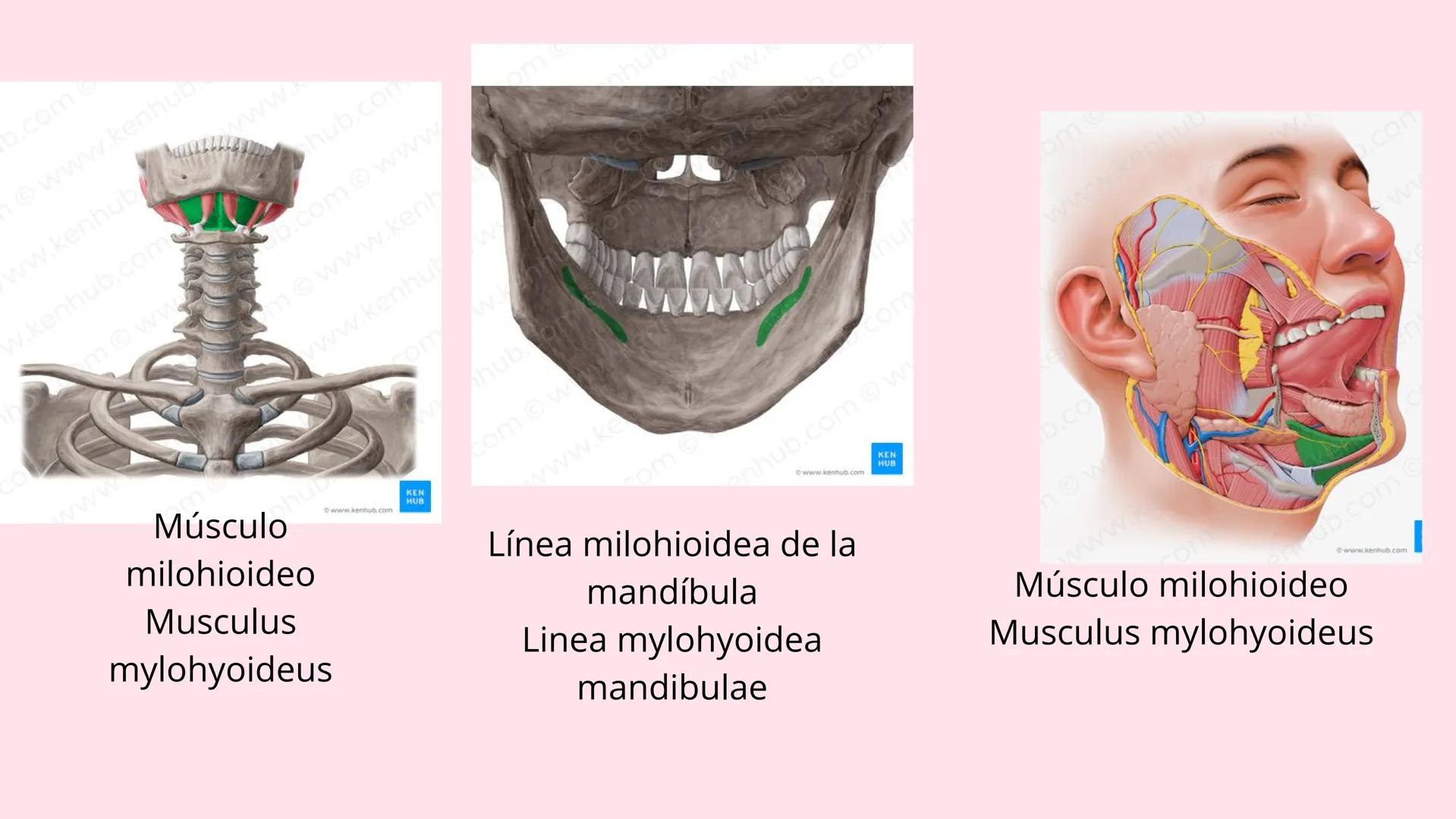 # Músculos suprahioideos
Fernando Adair De La Rosa Guevara
odontologia.
Anatomia humana. Los músculos suprahioideos son cuatro músculos s
