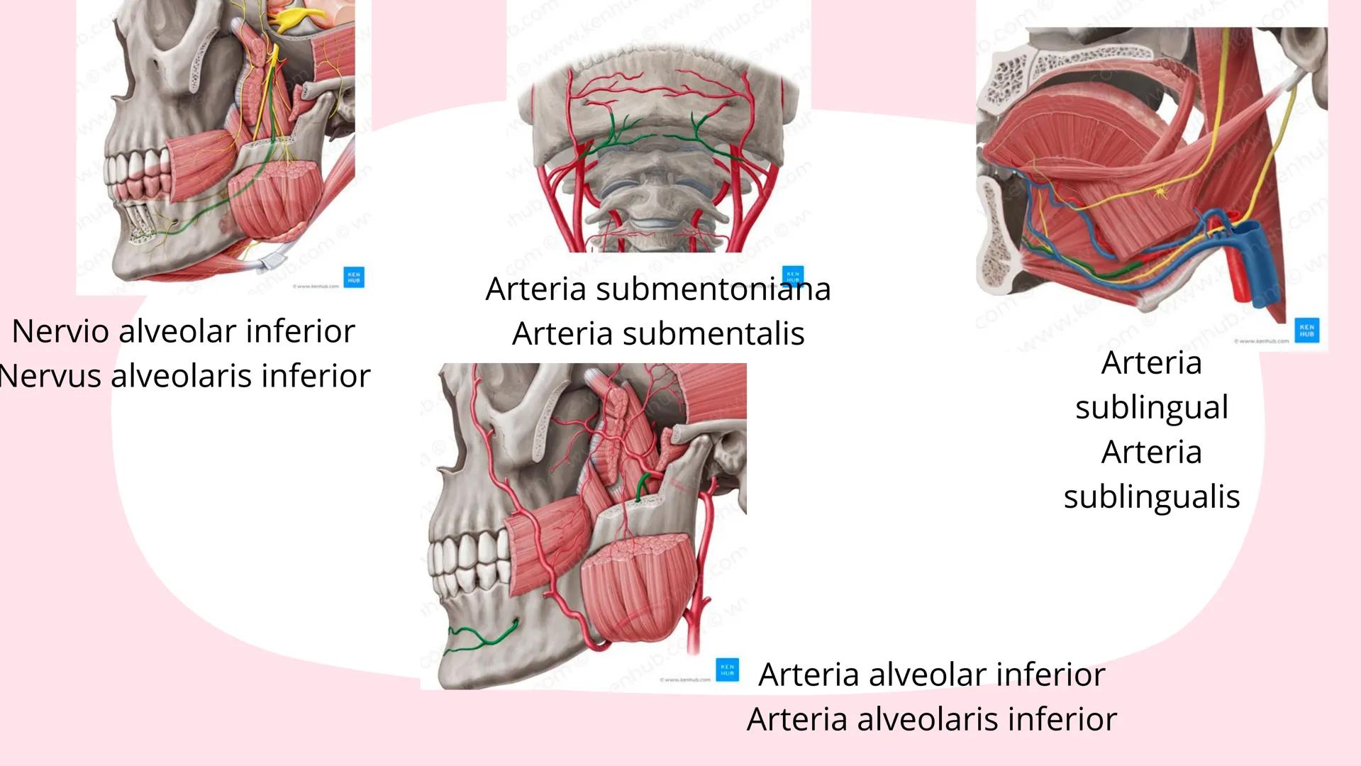 # Músculos suprahioideos
Fernando Adair De La Rosa Guevara
odontologia.
Anatomia humana. Los músculos suprahioideos son cuatro músculos s