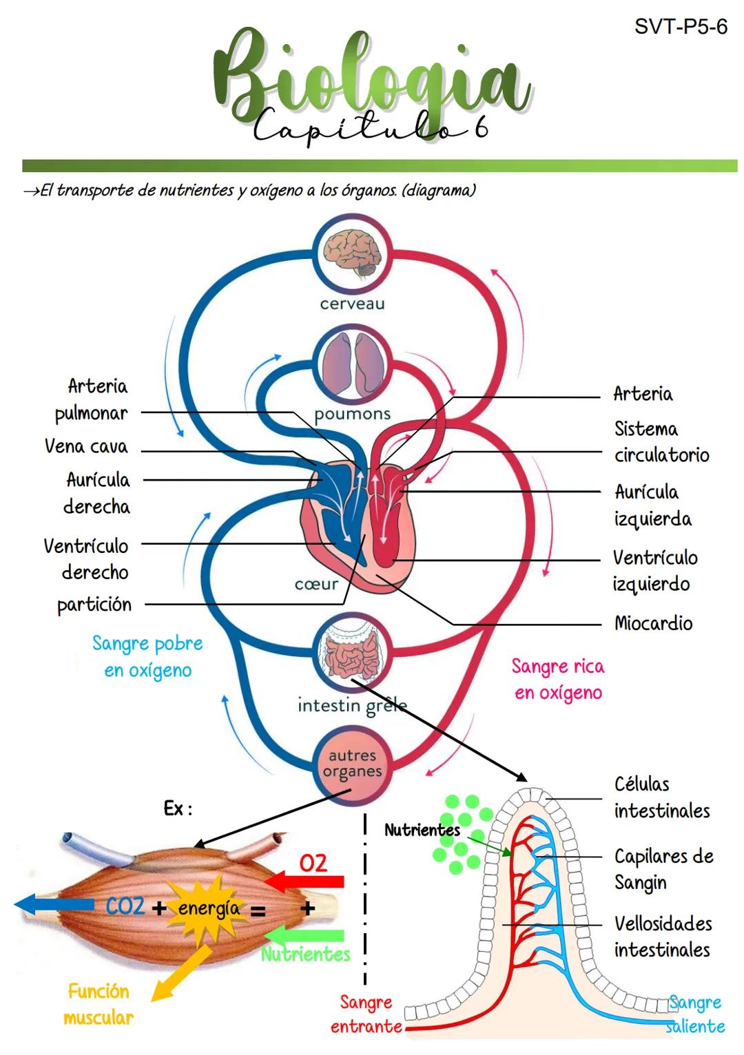 Biologia
Capitulo 6
→El transporte de nutrientes y oxígeno a los órganos. (diagrama)
cerveau
SVT-P5-6
Arteria
pulmonar
Vena cava
Aurícul