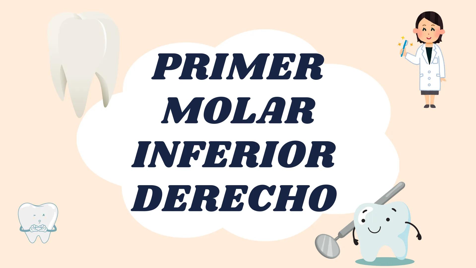 00
PRIMER
MOLAR
INFERIOR
DERECHO Erupción:
6/7 años
Longitudes
- Total: 21 mm
- Coronaria: 7.7 mm
- Radicular: 13.3 mm
Primer Molar Inferior
