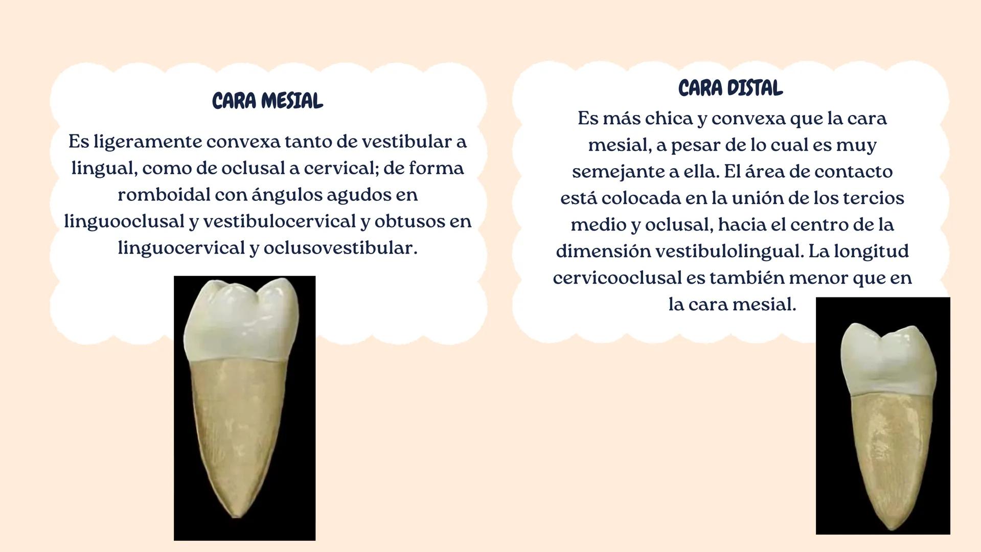 00
PRIMER
MOLAR
INFERIOR
DERECHO Erupción:
6/7 años
Longitudes
- Total: 21 mm
- Coronaria: 7.7 mm
- Radicular: 13.3 mm
Primer Molar Inferior