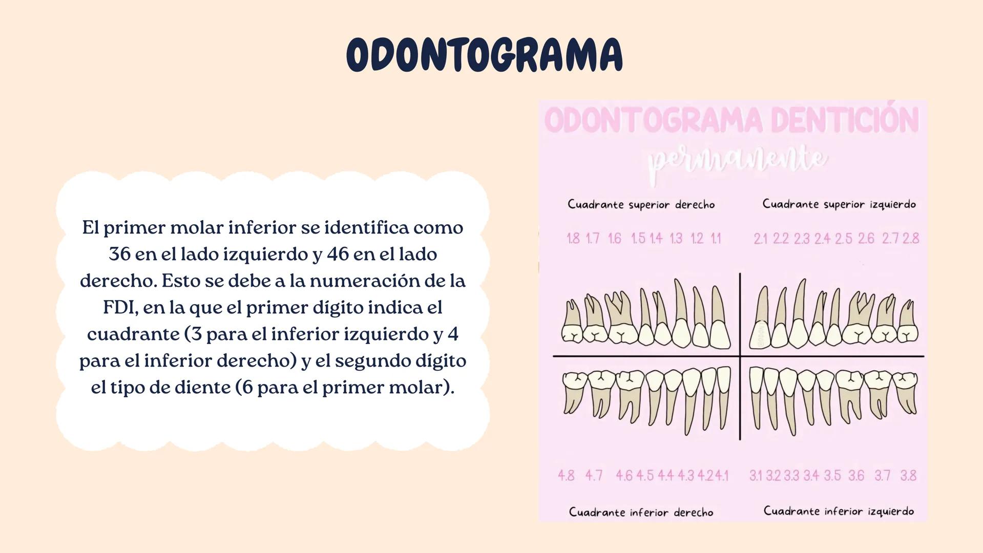 00
PRIMER
MOLAR
INFERIOR
DERECHO Erupción:
6/7 años
Longitudes
- Total: 21 mm
- Coronaria: 7.7 mm
- Radicular: 13.3 mm
Primer Molar Inferior