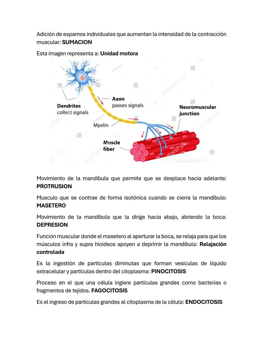 Temario de Fisiología
Unidad 1: La Célula
Introducción a la célula
La célula es la unidad viva básica de un organismo.
Cada tipo de célula r