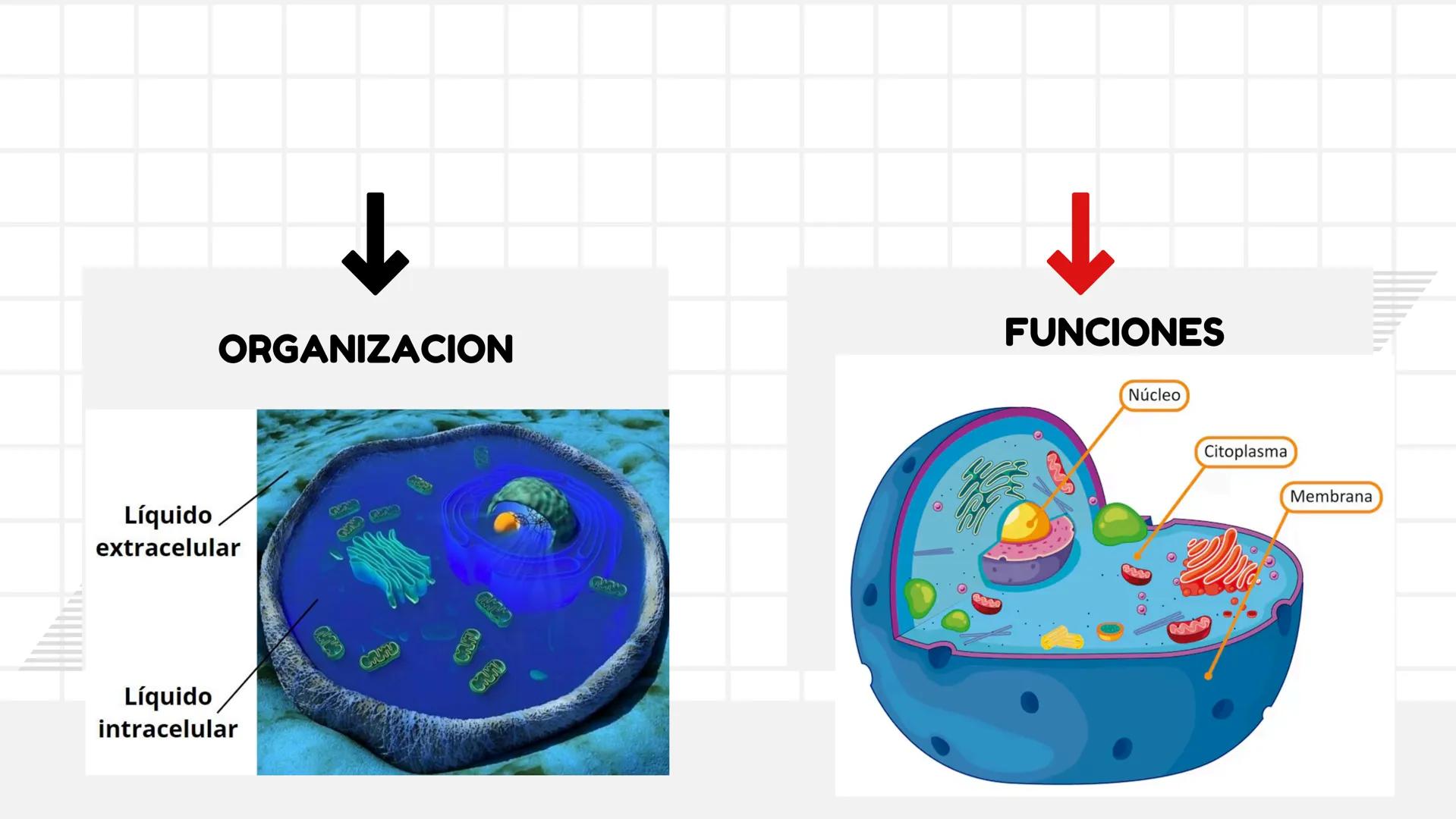 # UNIDAD 1
# T1. CÉLULA:
## SUS FUNCIONES Y ORGANIZACIÓN
## FUNCIONAL
FISIOLOGIA HUMANA # CONTENIDO
ORGANIZACION
Líquido
extracelular
L