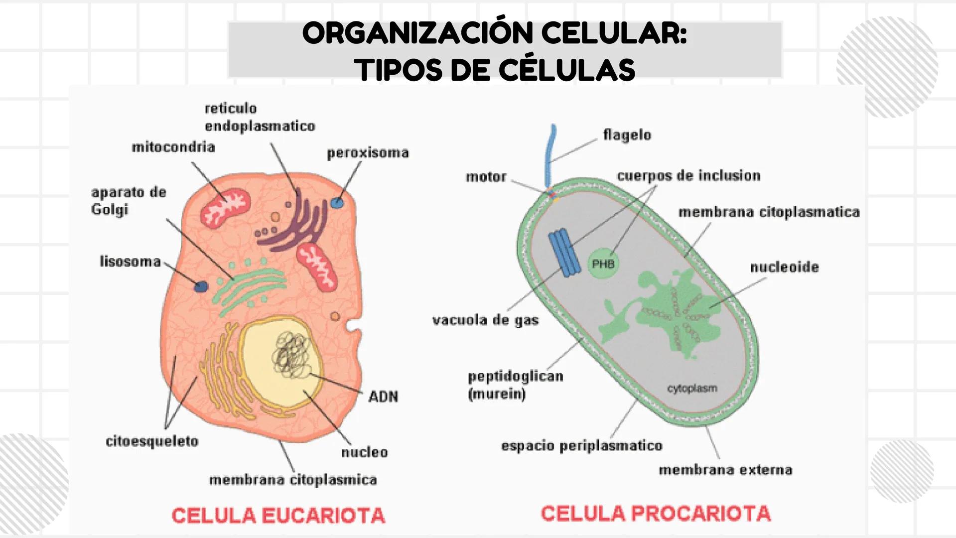 # UNIDAD 1
# T1. CÉLULA:
## SUS FUNCIONES Y ORGANIZACIÓN
## FUNCIONAL
FISIOLOGIA HUMANA # CONTENIDO
ORGANIZACION
Líquido
extracelular
L
