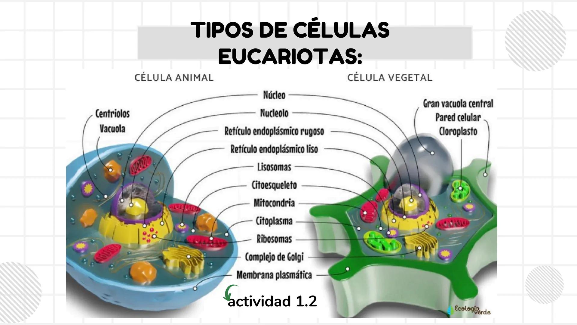 # UNIDAD 1
# T1. CÉLULA:
## SUS FUNCIONES Y ORGANIZACIÓN
## FUNCIONAL
FISIOLOGIA HUMANA # CONTENIDO
ORGANIZACION
Líquido
extracelular
L