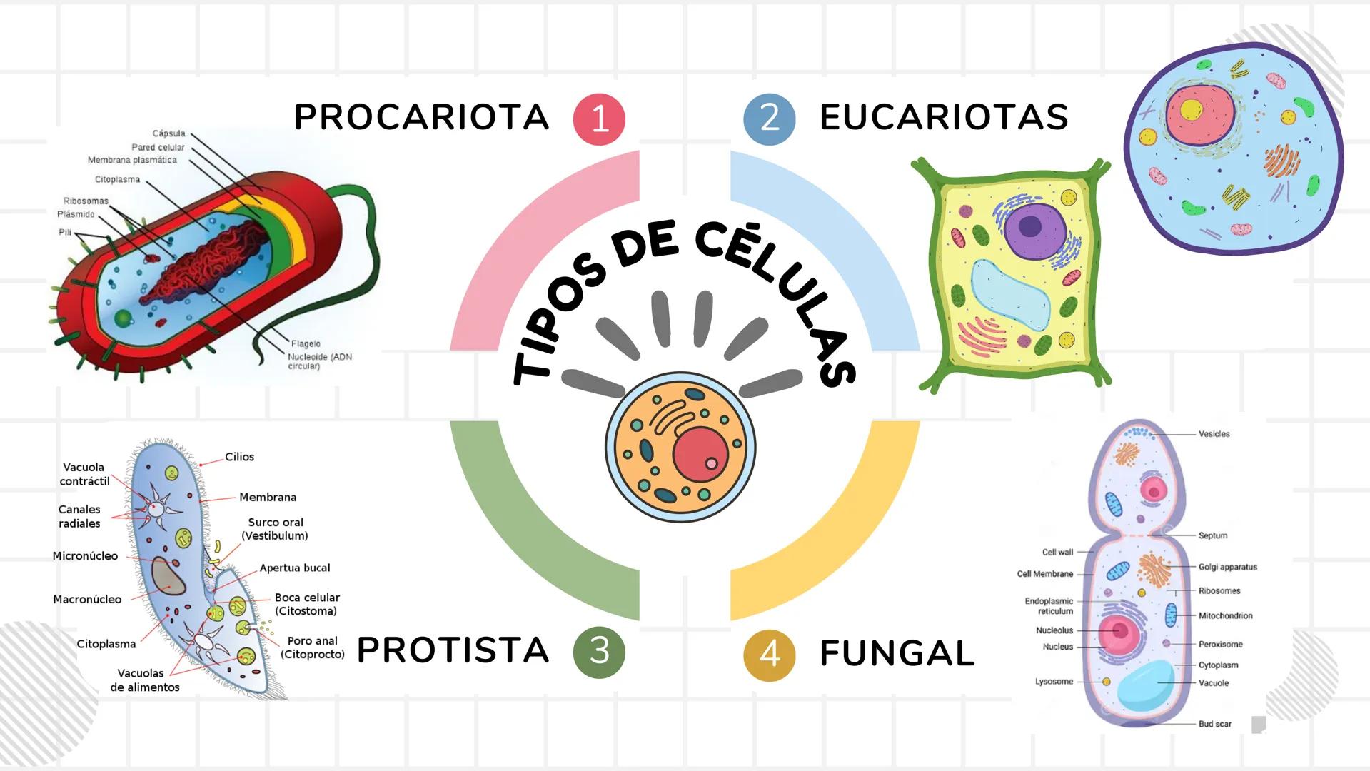 # UNIDAD 1
# T1. CÉLULA:
## SUS FUNCIONES Y ORGANIZACIÓN
## FUNCIONAL
FISIOLOGIA HUMANA # CONTENIDO
ORGANIZACION
Líquido
extracelular
L
