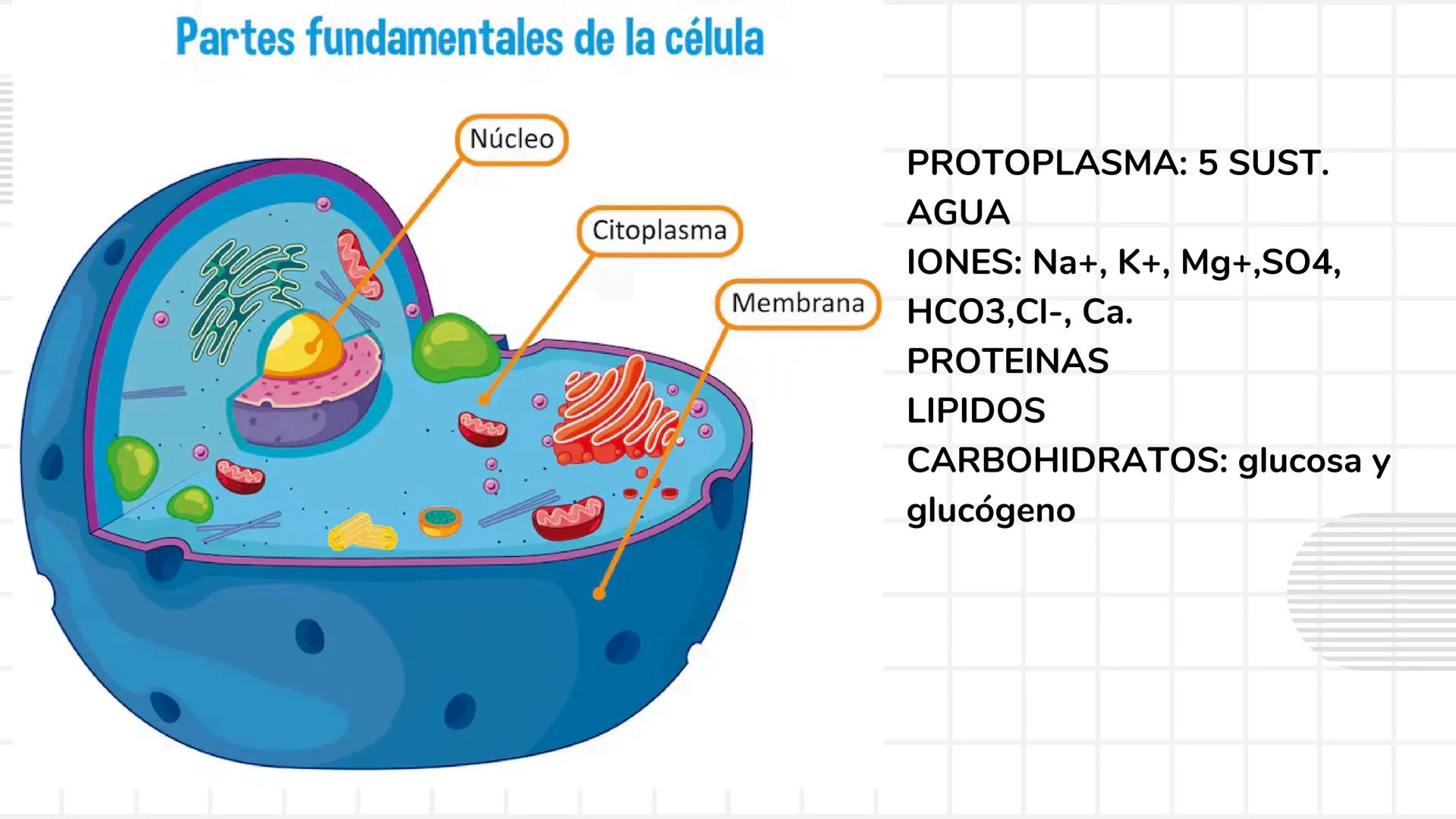 # UNIDAD 1
# T1. CÉLULA:
## SUS FUNCIONES Y ORGANIZACIÓN
## FUNCIONAL
FISIOLOGIA HUMANA # CONTENIDO
ORGANIZACION
Líquido
extracelular
L