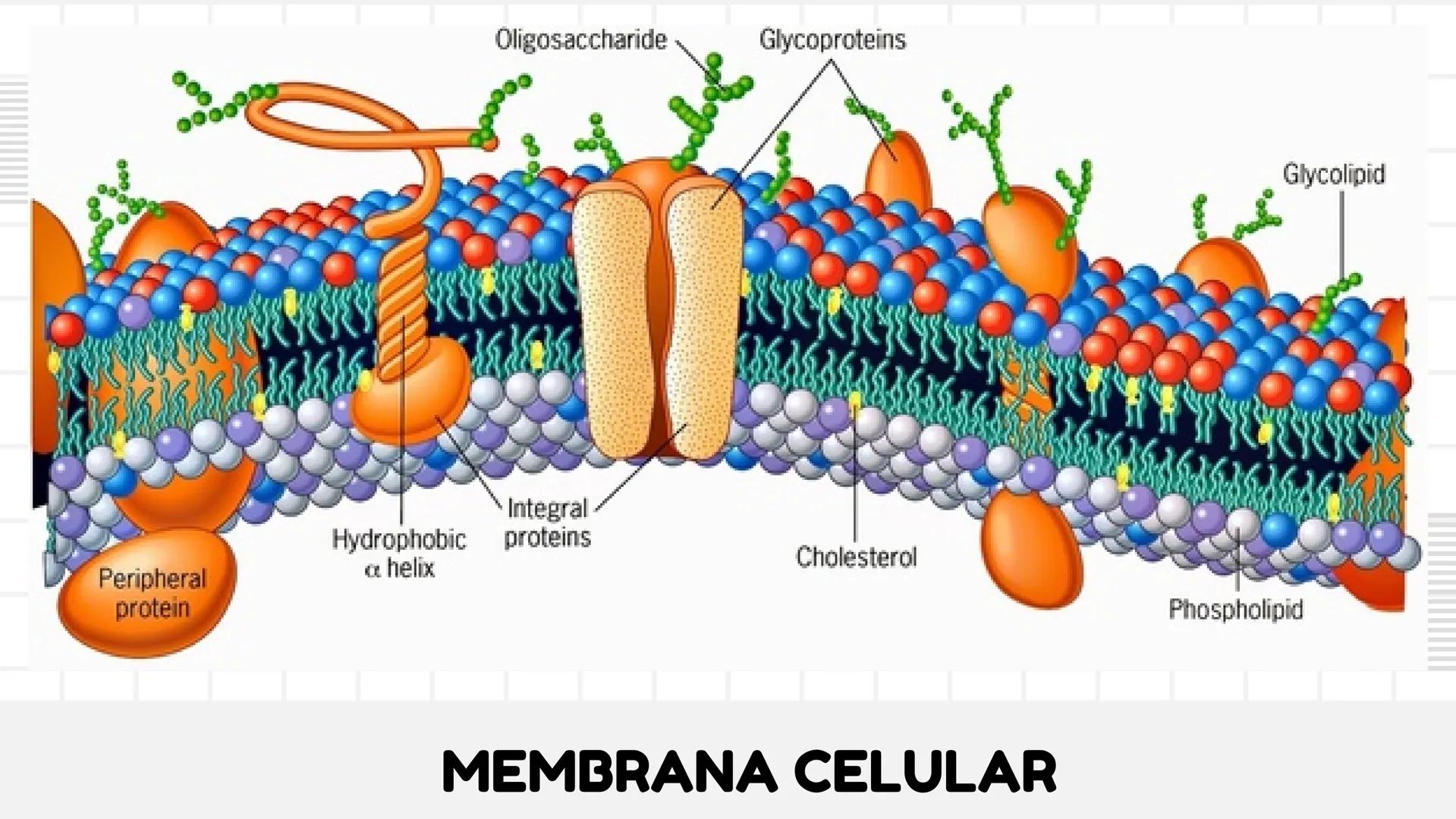 # UNIDAD 1
# T1. CÉLULA:
## SUS FUNCIONES Y ORGANIZACIÓN
## FUNCIONAL
FISIOLOGIA HUMANA # CONTENIDO
ORGANIZACION
Líquido
extracelular
L