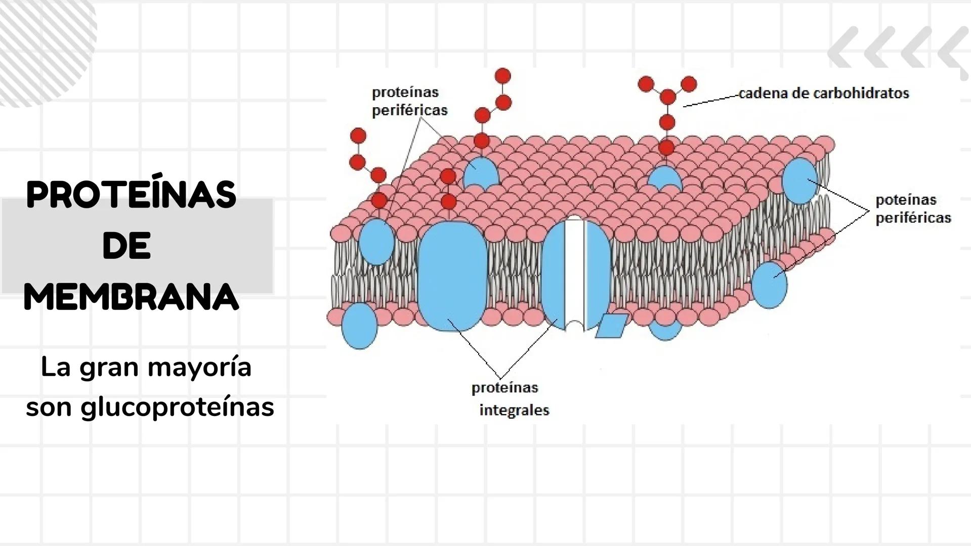 # UNIDAD 1
# T1. CÉLULA:
## SUS FUNCIONES Y ORGANIZACIÓN
## FUNCIONAL
FISIOLOGIA HUMANA # CONTENIDO
ORGANIZACION
Líquido
extracelular
L