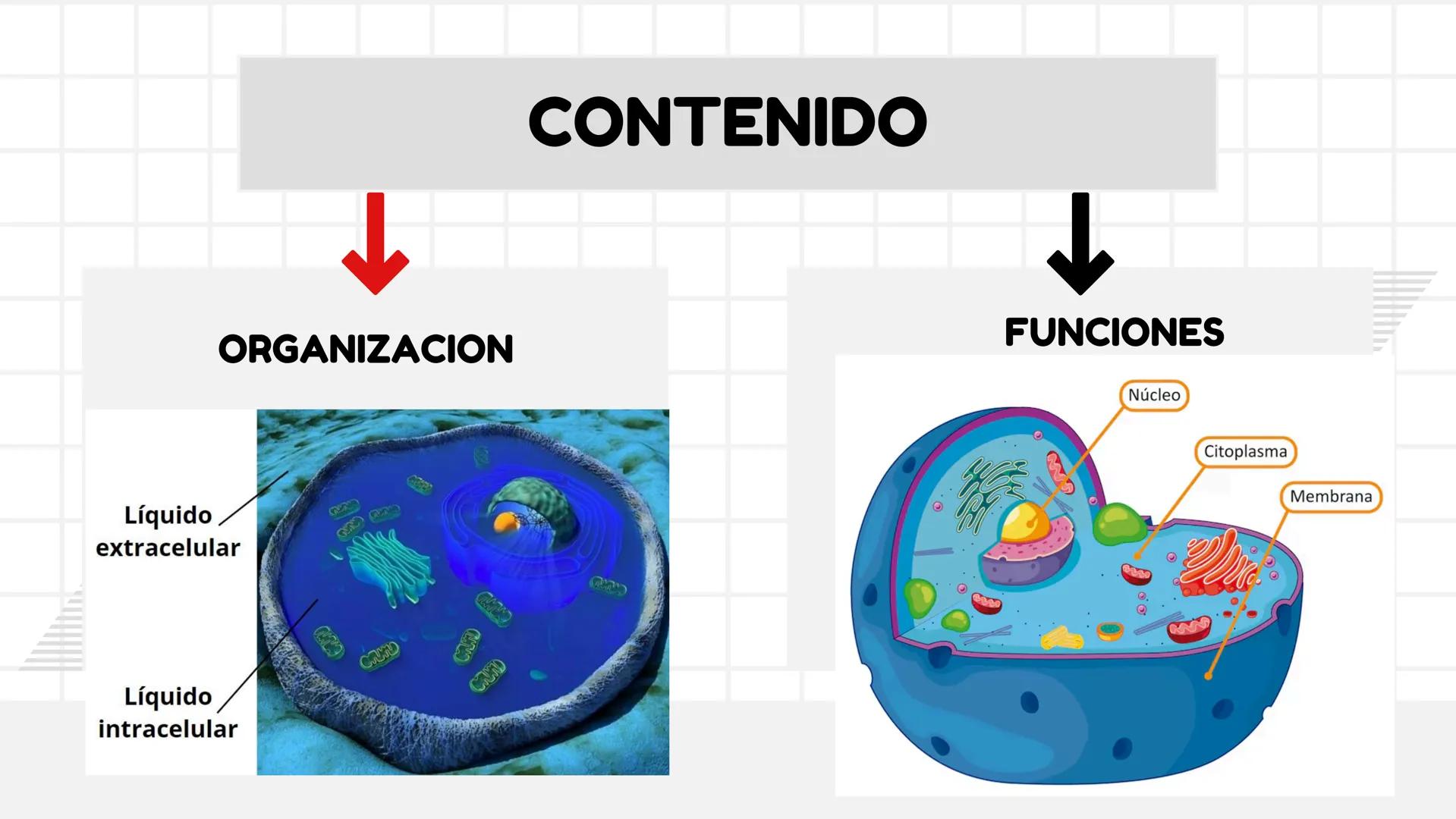 # UNIDAD 1
# T1. CÉLULA:
## SUS FUNCIONES Y ORGANIZACIÓN
## FUNCIONAL
FISIOLOGIA HUMANA # CONTENIDO
ORGANIZACION
Líquido
extracelular
L