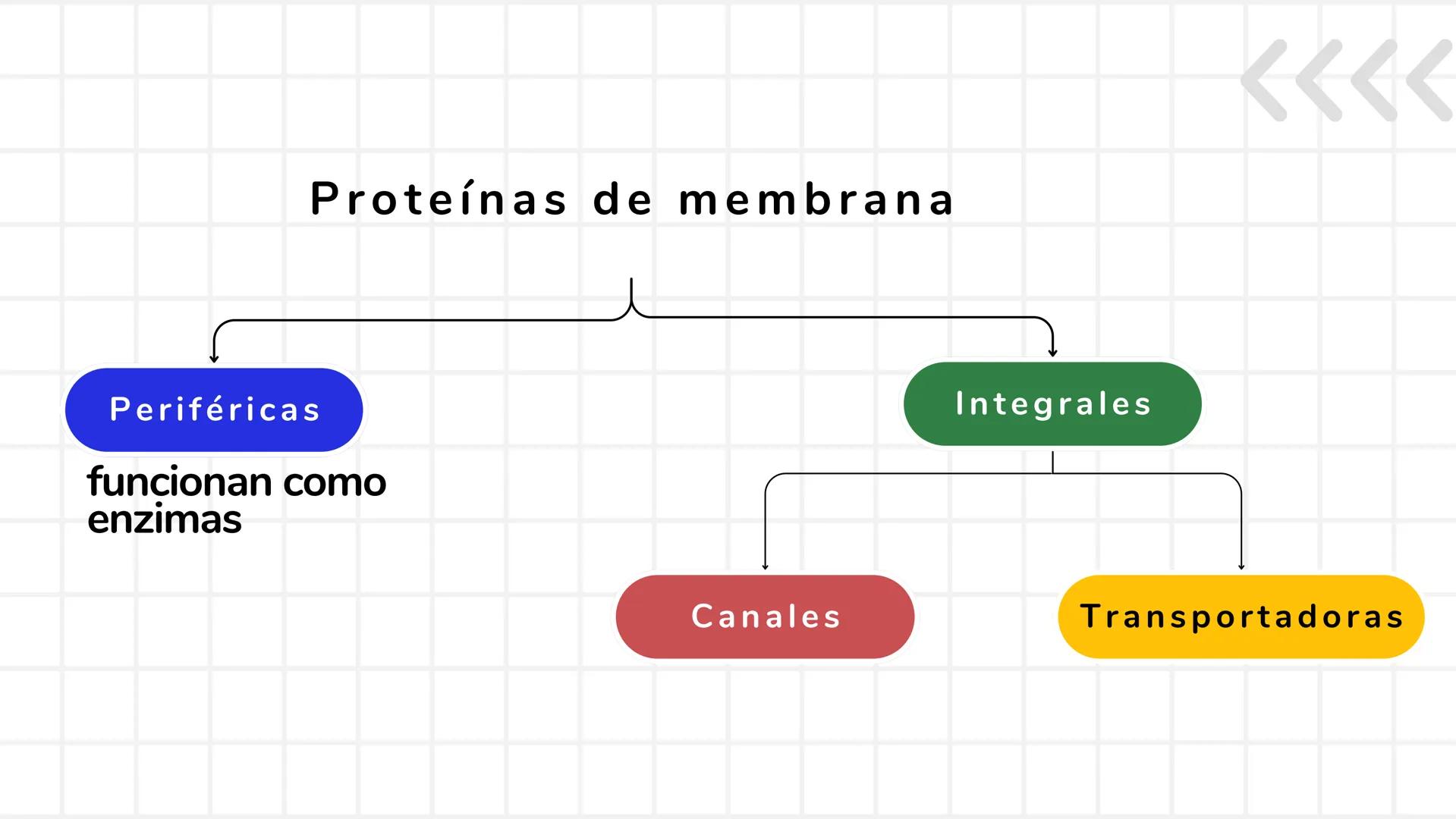 # UNIDAD 1
# T1. CÉLULA:
## SUS FUNCIONES Y ORGANIZACIÓN
## FUNCIONAL
FISIOLOGIA HUMANA # CONTENIDO
ORGANIZACION
Líquido
extracelular
L