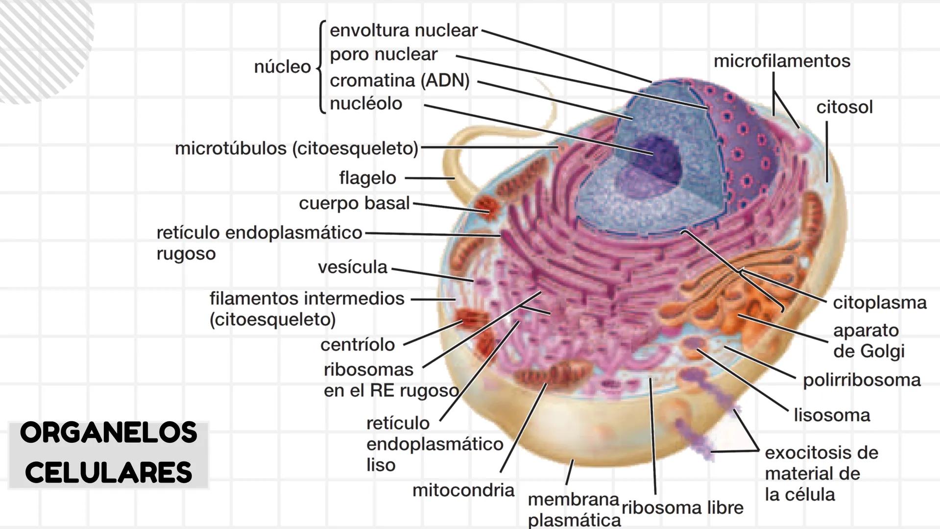 # UNIDAD 1
# T1. CÉLULA:
## SUS FUNCIONES Y ORGANIZACIÓN
## FUNCIONAL
FISIOLOGIA HUMANA # CONTENIDO
ORGANIZACION
Líquido
extracelular
L