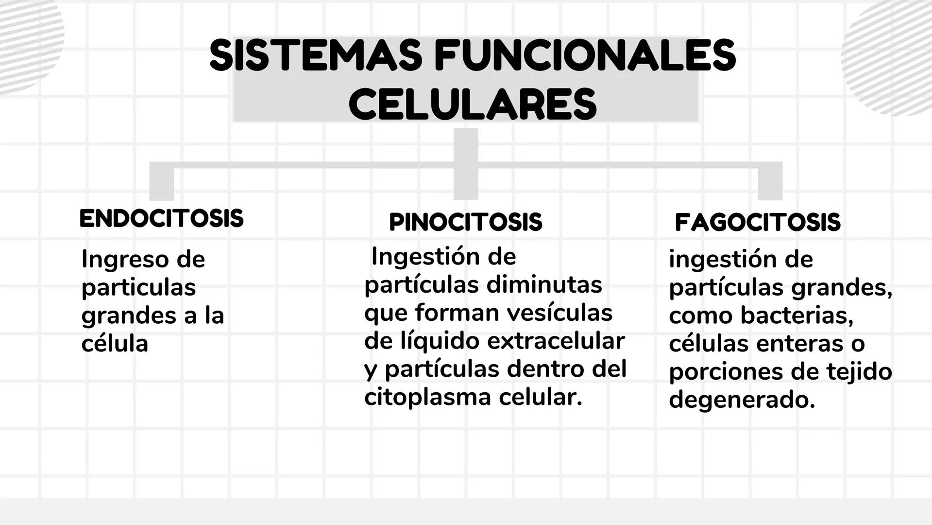 # UNIDAD 1
# T1. CÉLULA:
## SUS FUNCIONES Y ORGANIZACIÓN
## FUNCIONAL
FISIOLOGIA HUMANA # CONTENIDO
ORGANIZACION
Líquido
extracelular
L