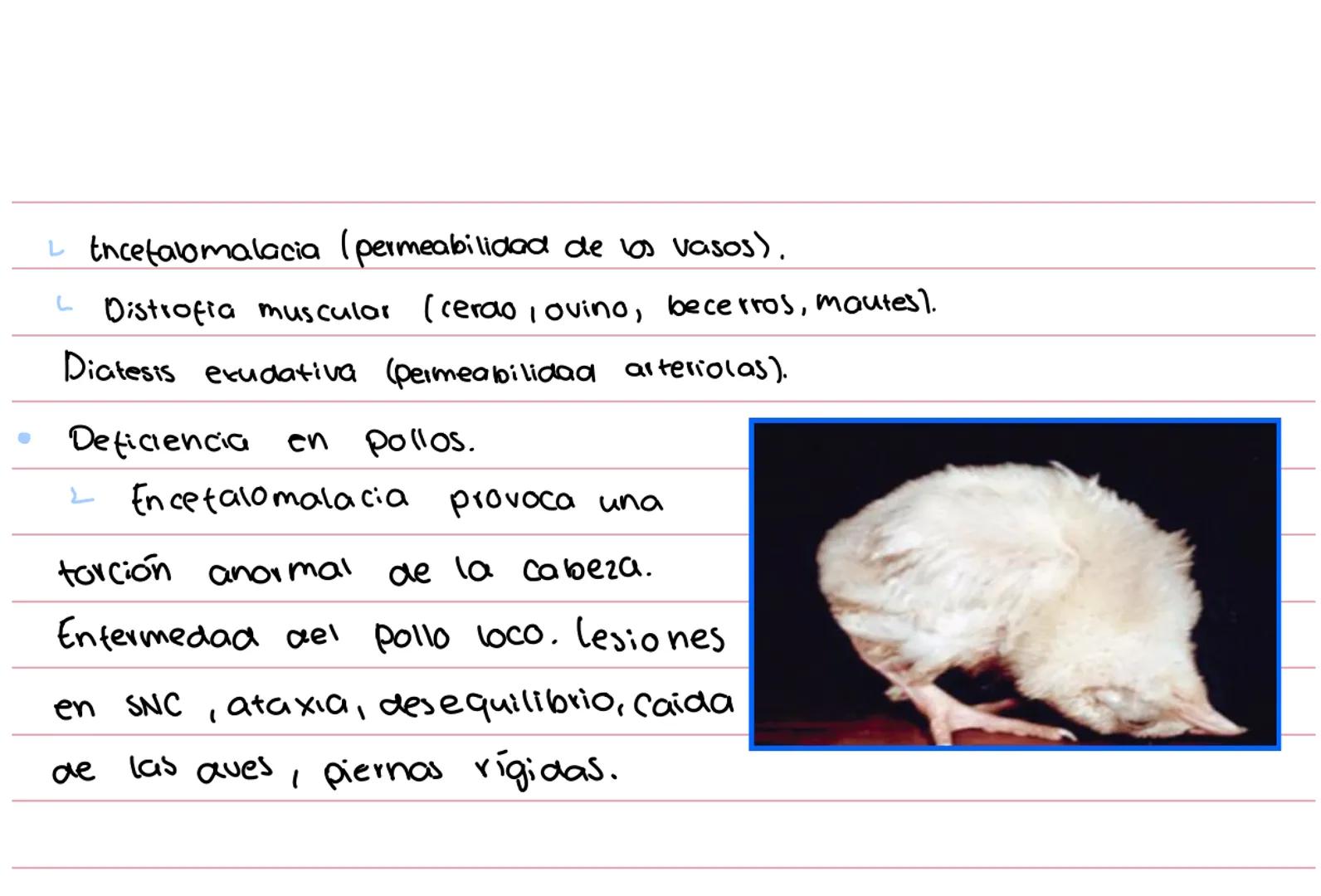 Avitaminosis
Hipervitaminosis
FACTORES QUE NEUTRALIZAN Y DES TRUYEN ALGUNAS VITAMINAS
* Estrés E, C, B
Medicamentos B12
*
Tempera