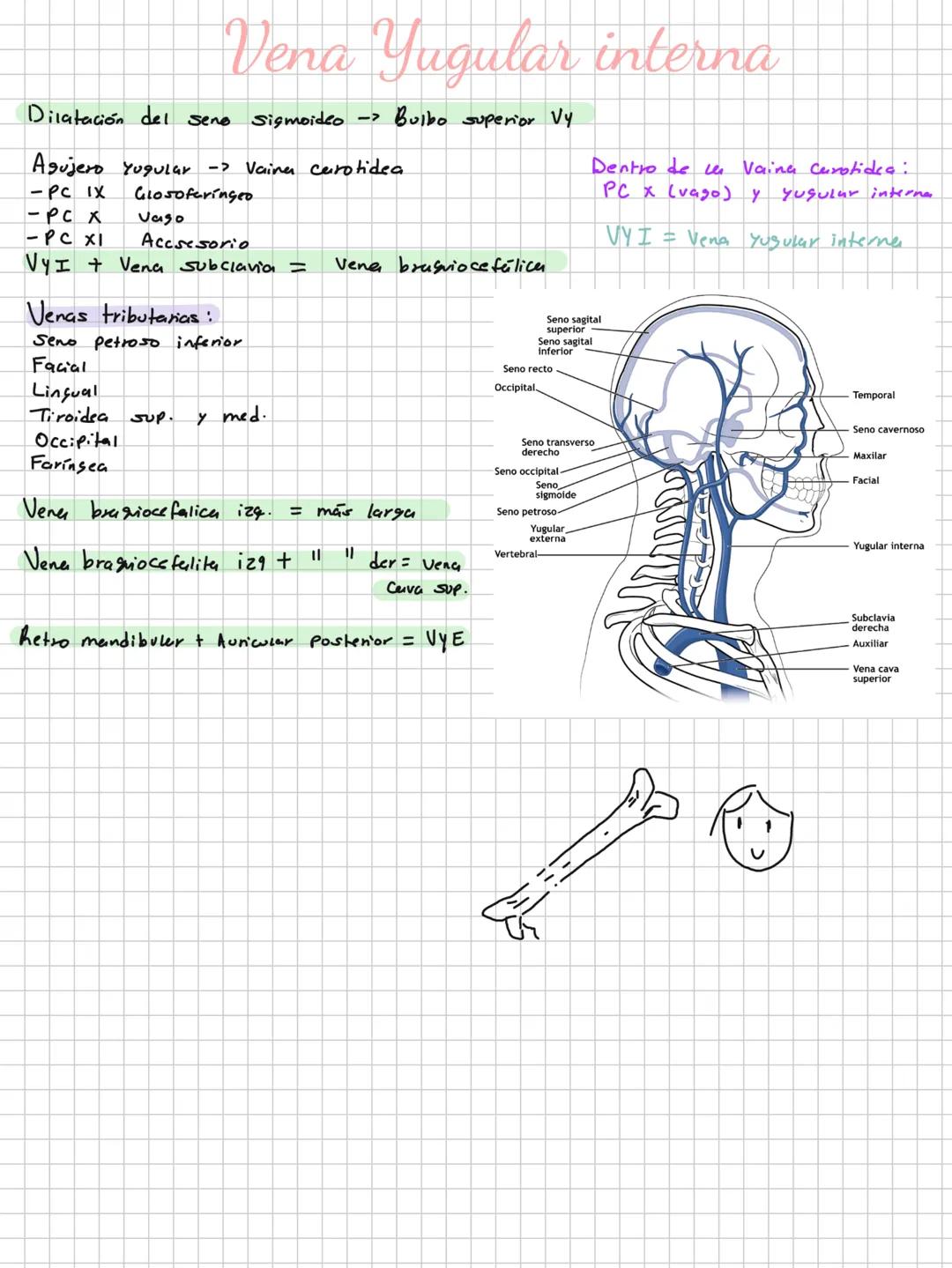 Conceptos básicos
Anatomía:
Anatomía macro y microscopica: Macro Grande -7 órganos / Micro-> Células -> etc.
Terminología: Forma, tamaño,