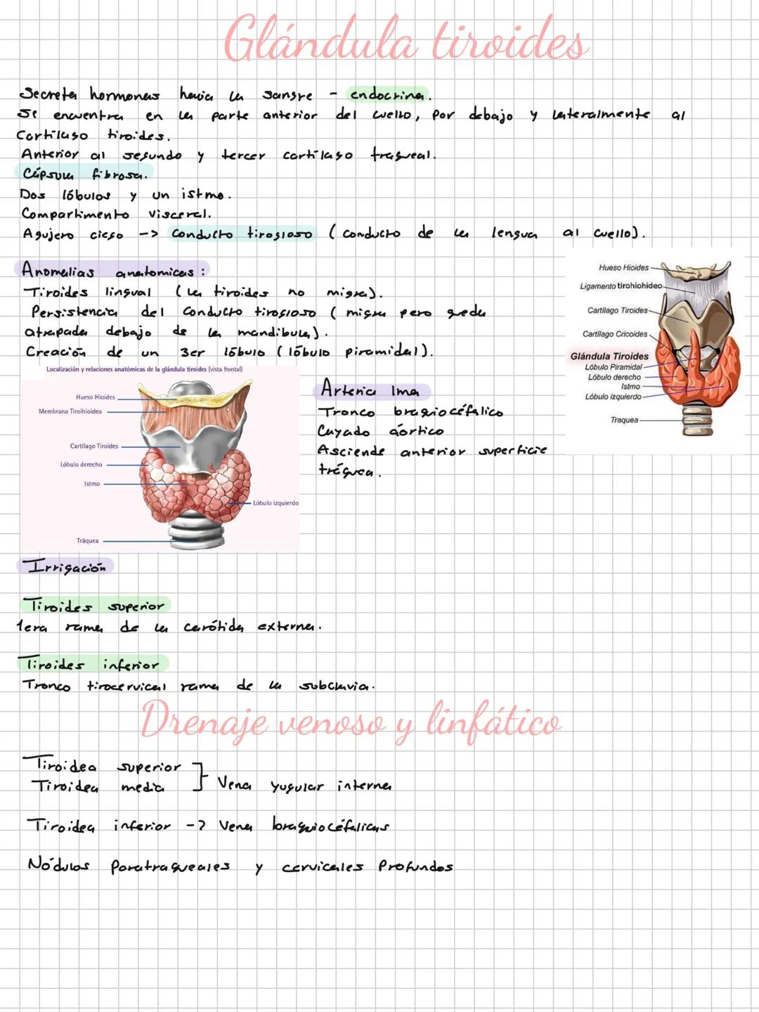 Conceptos básicos
Anatomía:
Anatomía macro y microscopica: Macro Grande -7 órganos / Micro-> Células -> etc.
Terminología: Forma, tamaño,