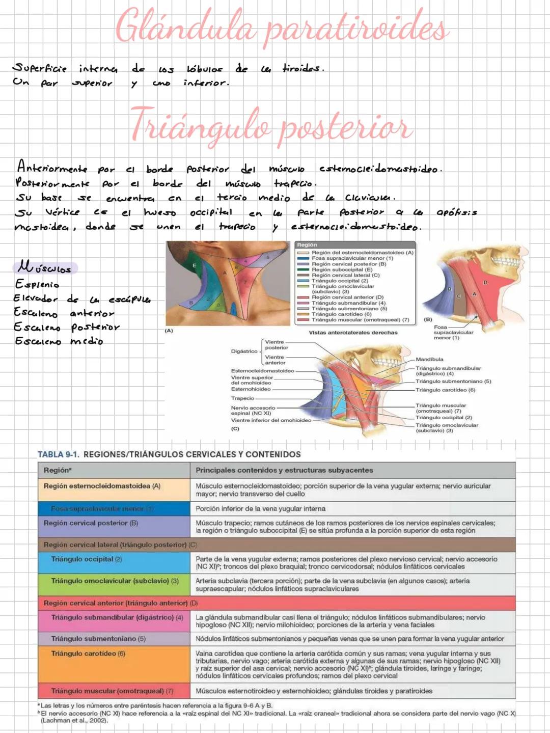 Conceptos básicos
Anatomía:
Anatomía macro y microscopica: Macro Grande -7 órganos / Micro-> Células -> etc.
Terminología: Forma, tamaño,