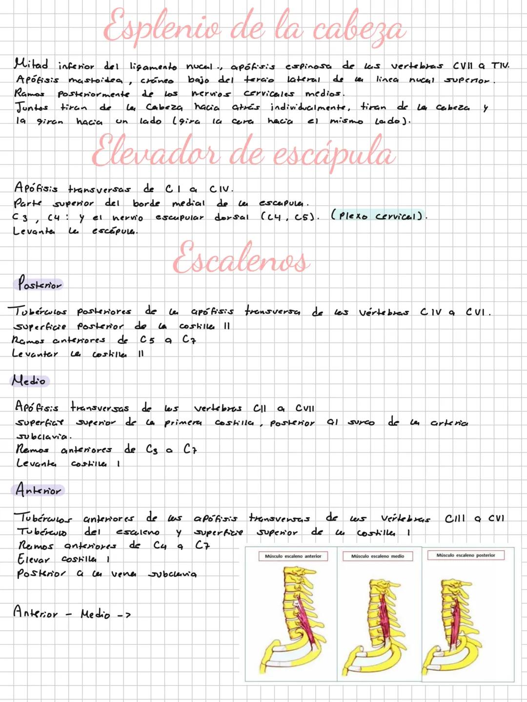 Conceptos básicos
Anatomía:
Anatomía macro y microscopica: Macro Grande -7 órganos / Micro-> Células -> etc.
Terminología: Forma, tamaño,