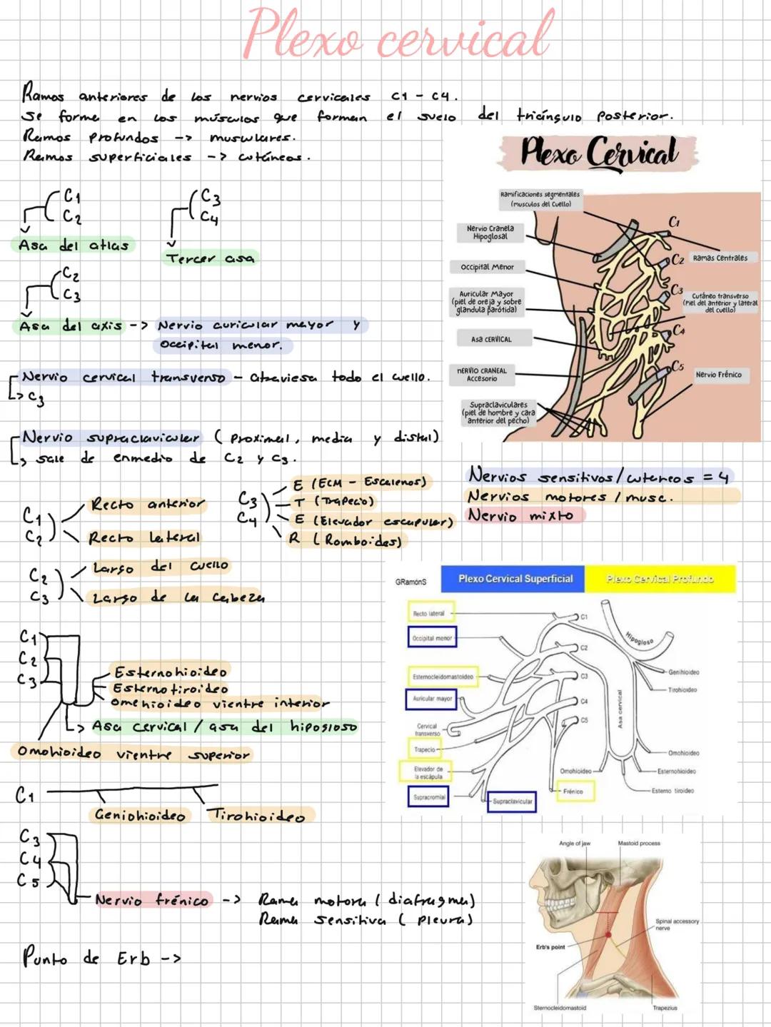Conceptos básicos
Anatomía:
Anatomía macro y microscopica: Macro Grande -7 órganos / Micro-> Células -> etc.
Terminología: Forma, tamaño,