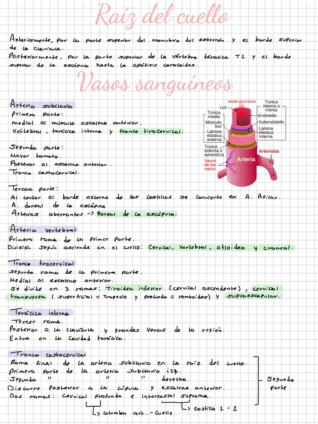 Conceptos básicos
Anatomía:
Anatomía macro y microscopica: Macro Grande -7 órganos / Micro-> Células -> etc.
Terminología: Forma, tamaño,
