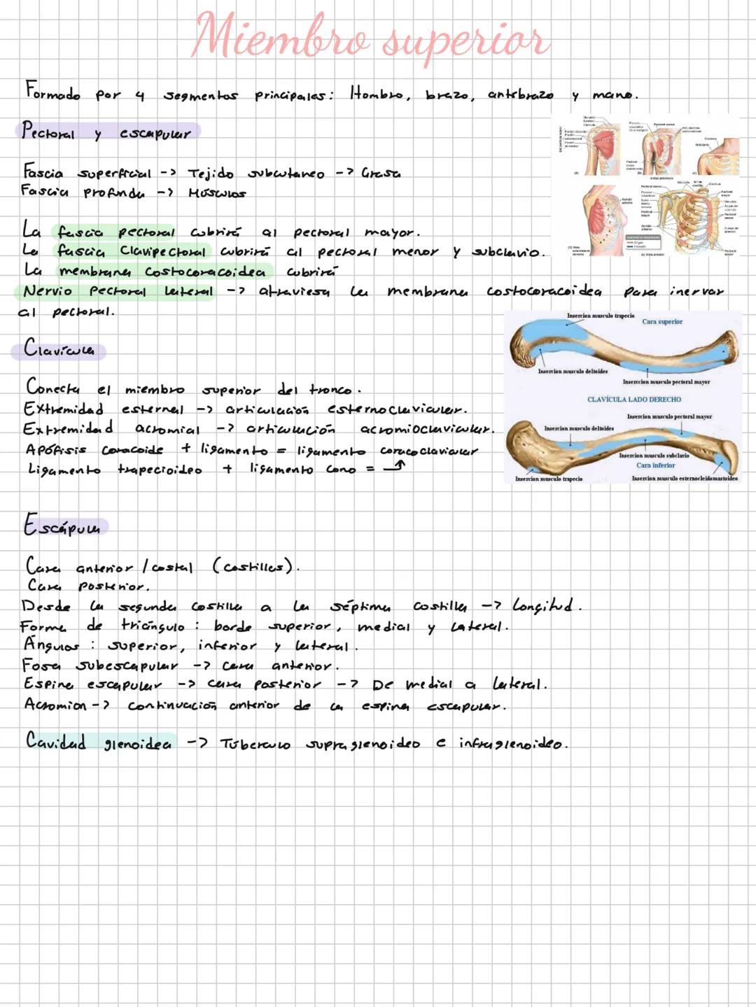 Conceptos básicos
Anatomía:
Anatomía macro y microscopica: Macro Grande -7 órganos / Micro-> Células -> etc.
Terminología: Forma, tamaño,