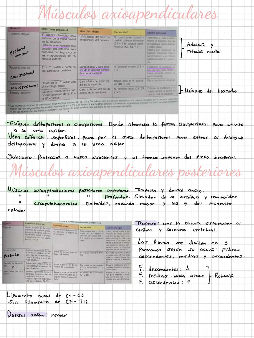 Conceptos básicos
Anatomía:
Anatomía macro y microscopica: Macro Grande -7 órganos / Micro-> Células -> etc.
Terminología: Forma, tamaño,