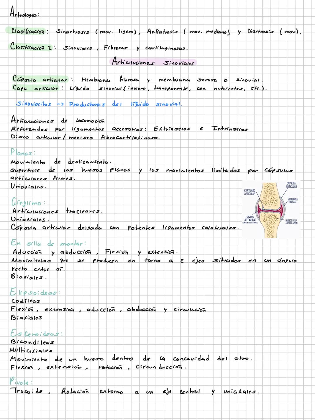 Conceptos básicos
Anatomía:
Anatomía macro y microscopica: Macro Grande -7 órganos / Micro-> Células -> etc.
Terminología: Forma, tamaño,