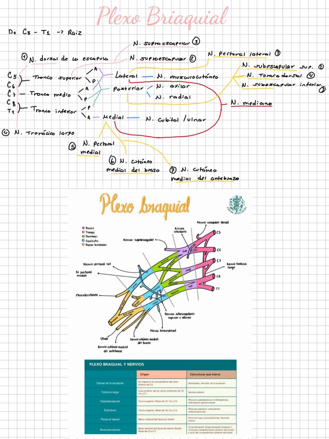 Conceptos básicos
Anatomía:
Anatomía macro y microscopica: Macro Grande -7 órganos / Micro-> Células -> etc.
Terminología: Forma, tamaño,