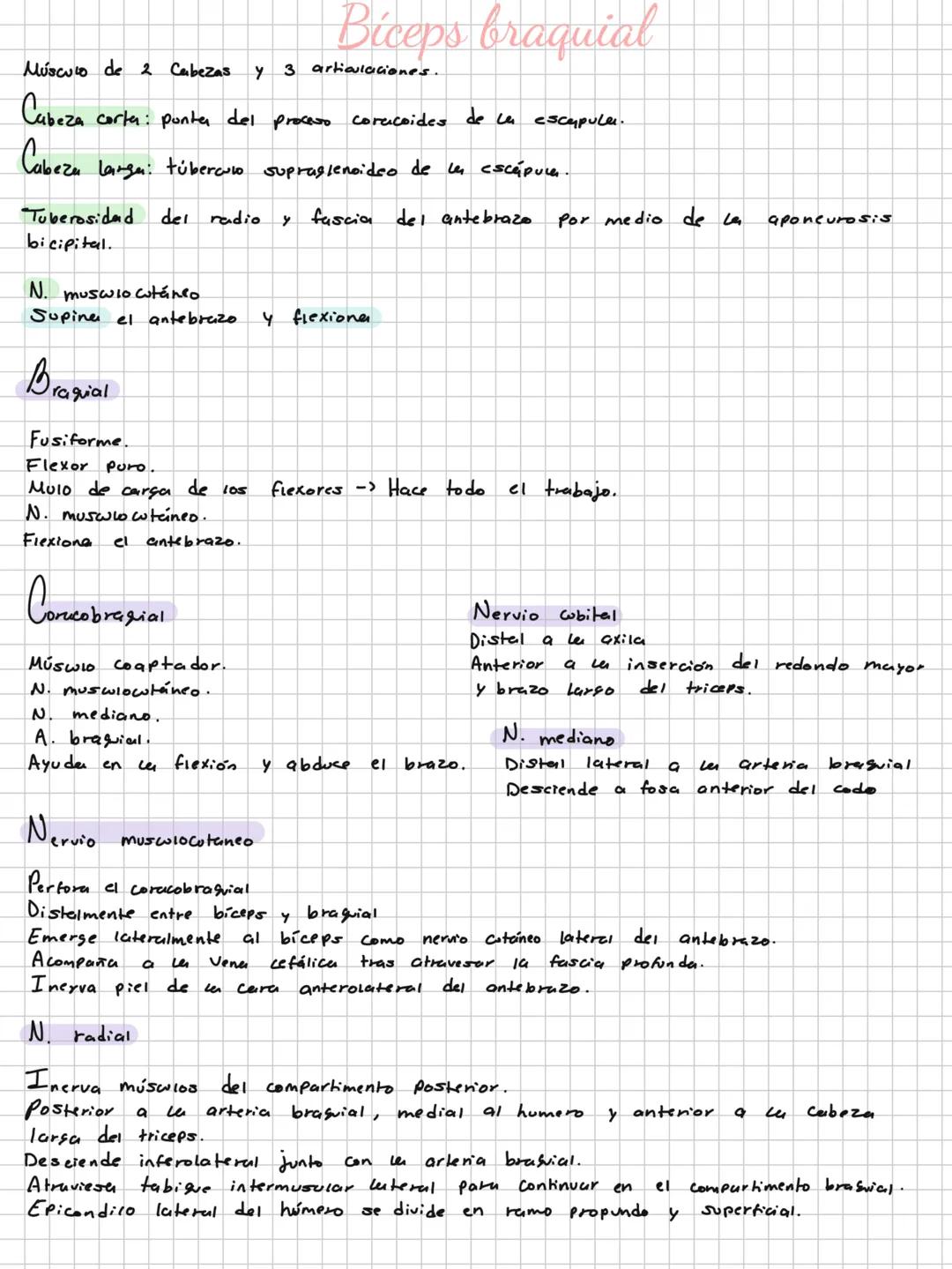 Conceptos básicos
Anatomía:
Anatomía macro y microscopica: Macro Grande -7 órganos / Micro-> Células -> etc.
Terminología: Forma, tamaño,