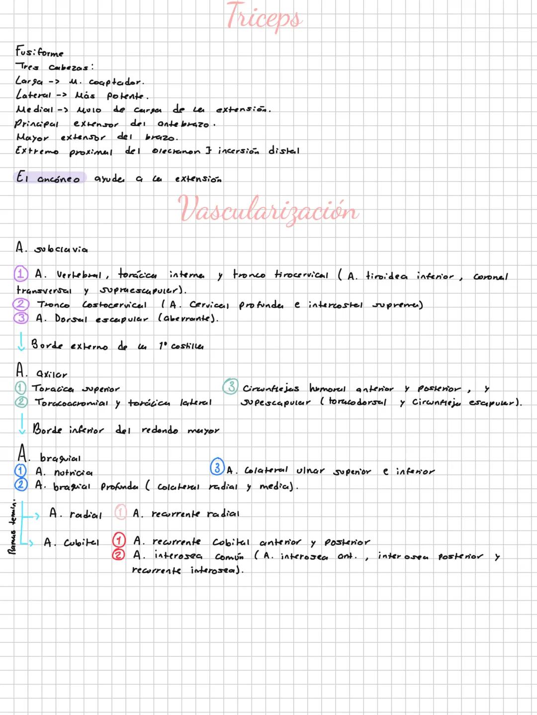Conceptos básicos
Anatomía:
Anatomía macro y microscopica: Macro Grande -7 órganos / Micro-> Células -> etc.
Terminología: Forma, tamaño,