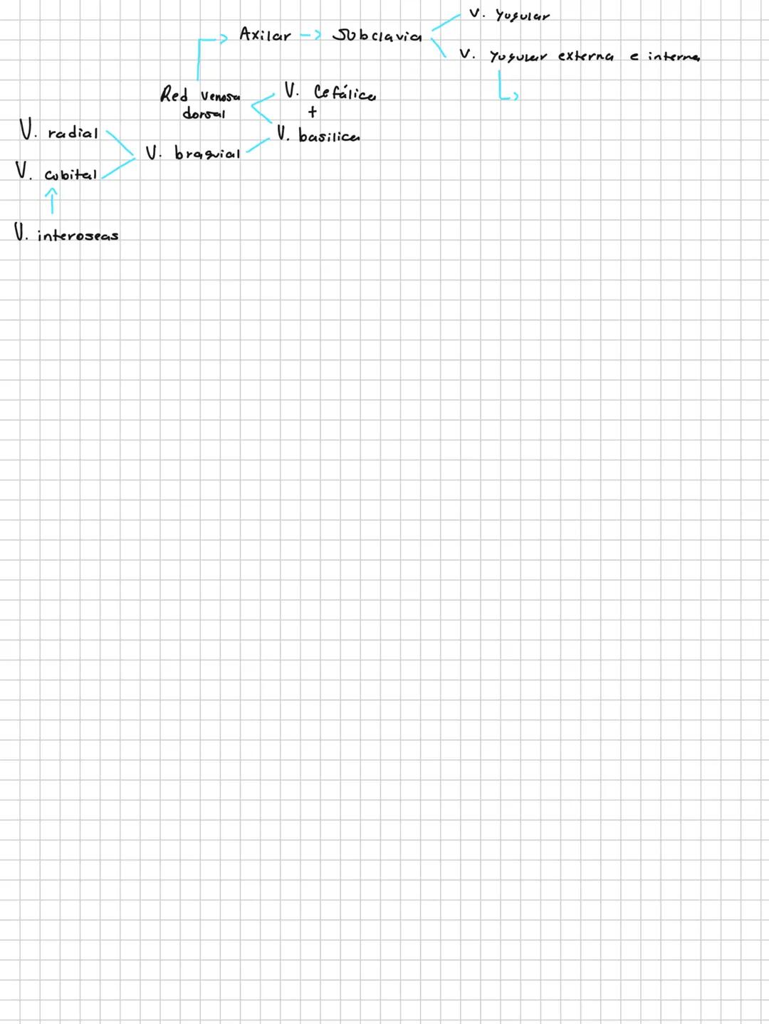 Conceptos básicos
Anatomía:
Anatomía macro y microscopica: Macro Grande -7 órganos / Micro-> Células -> etc.
Terminología: Forma, tamaño,