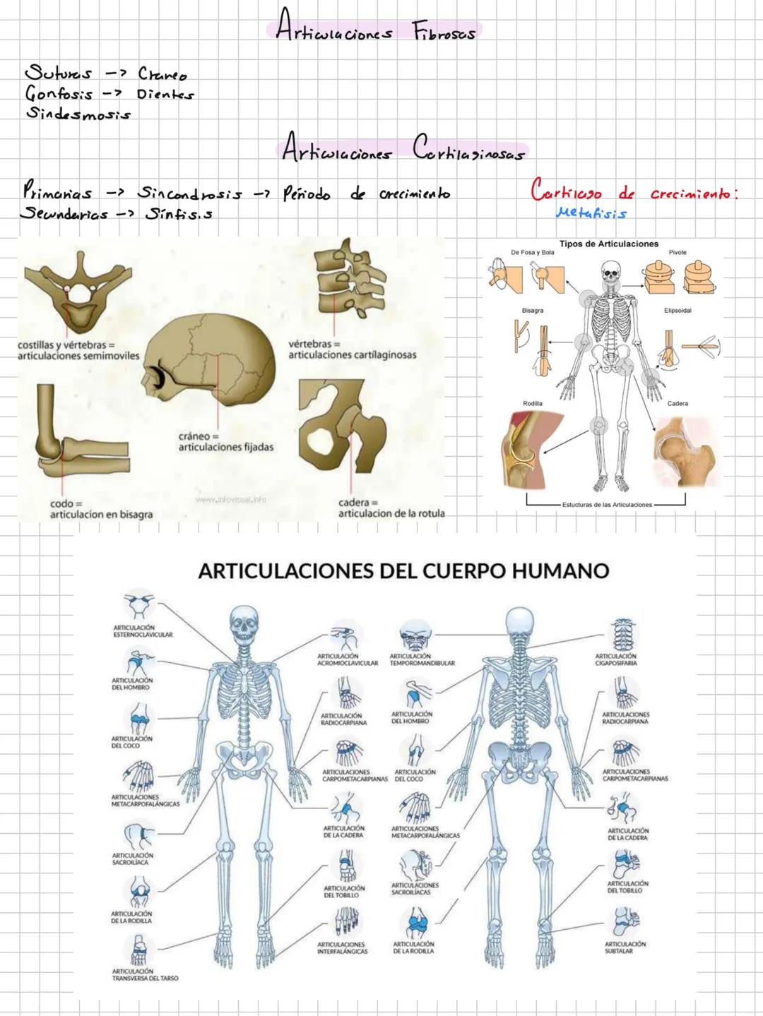 Conceptos básicos
Anatomía:
Anatomía macro y microscopica: Macro Grande -7 órganos / Micro-> Células -> etc.
Terminología: Forma, tamaño,