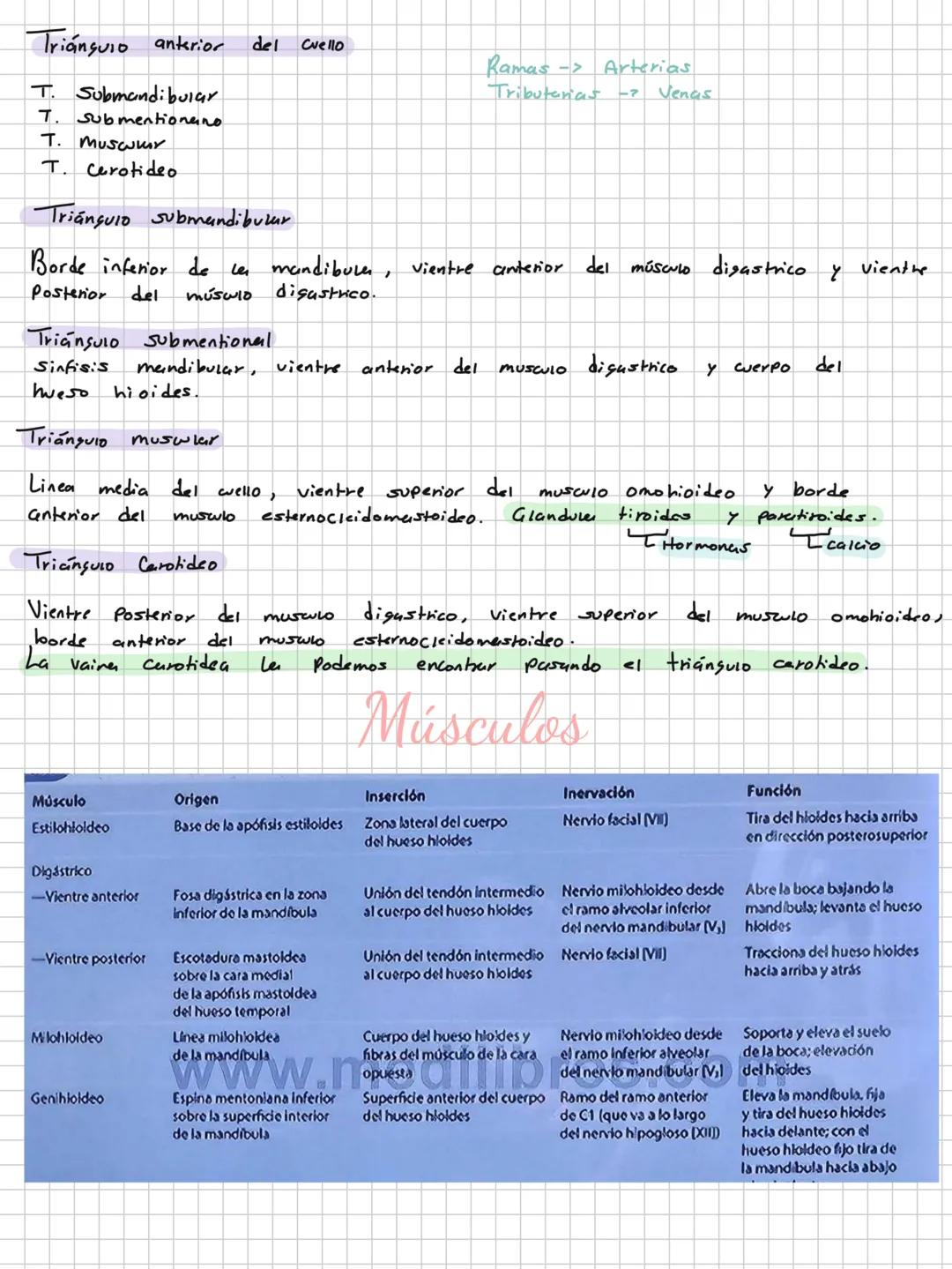 Conceptos básicos
Anatomía:
Anatomía macro y microscopica: Macro Grande -7 órganos / Micro-> Células -> etc.
Terminología: Forma, tamaño,