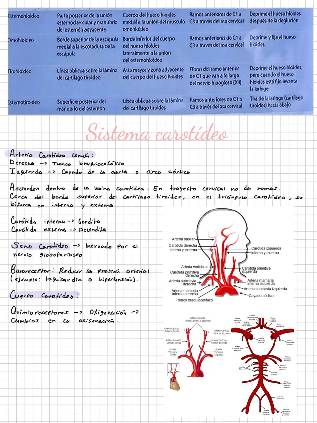 Conceptos básicos
Anatomía:
Anatomía macro y microscopica: Macro Grande -7 órganos / Micro-> Células -> etc.
Terminología: Forma, tamaño,