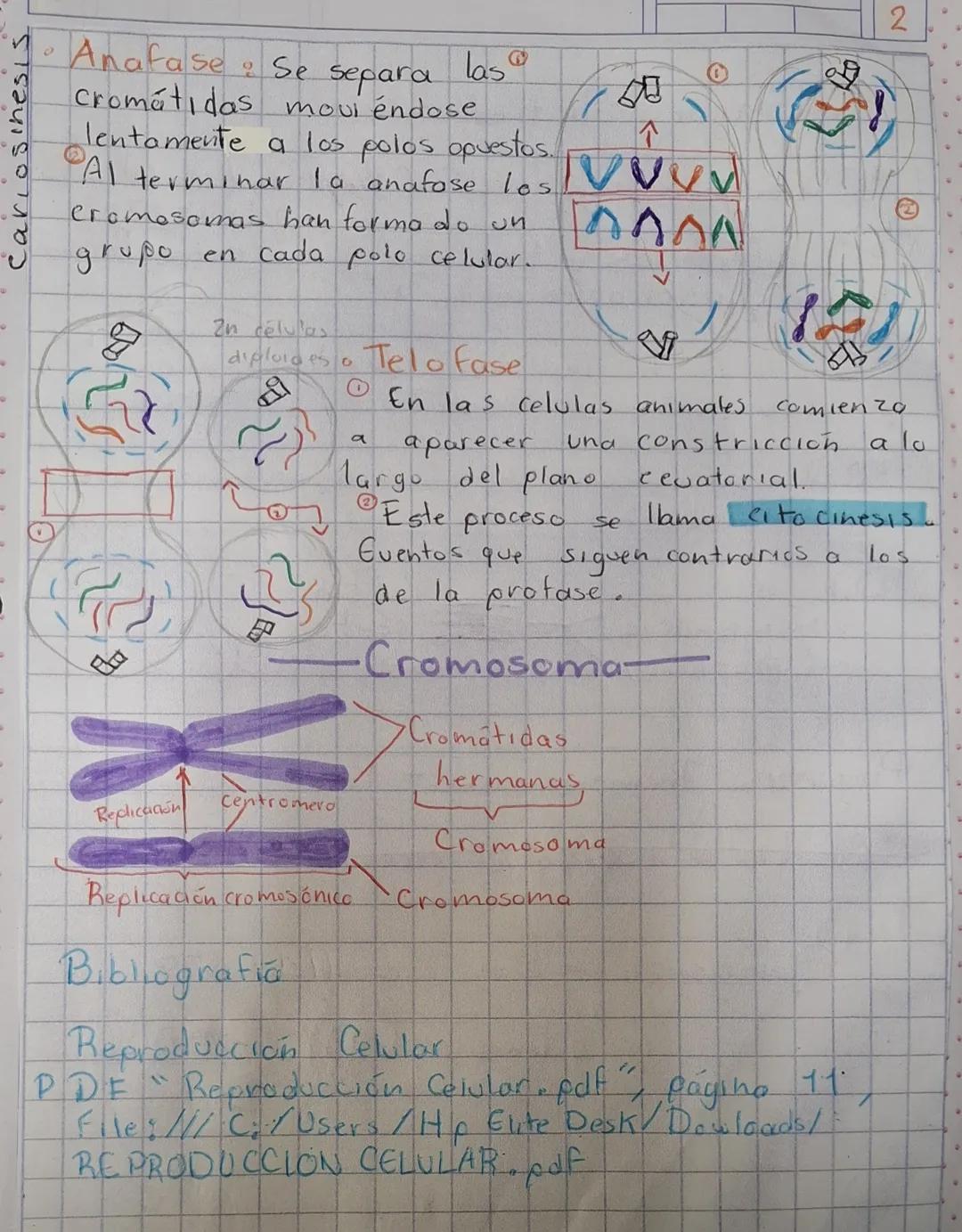 2
# Ciclo Celular
## Mitosis
Etapa de reproducción
celular
Consta de la Interfase y mitosis.
Vive - Crece Reproducción - Muere
Anafase
Citon