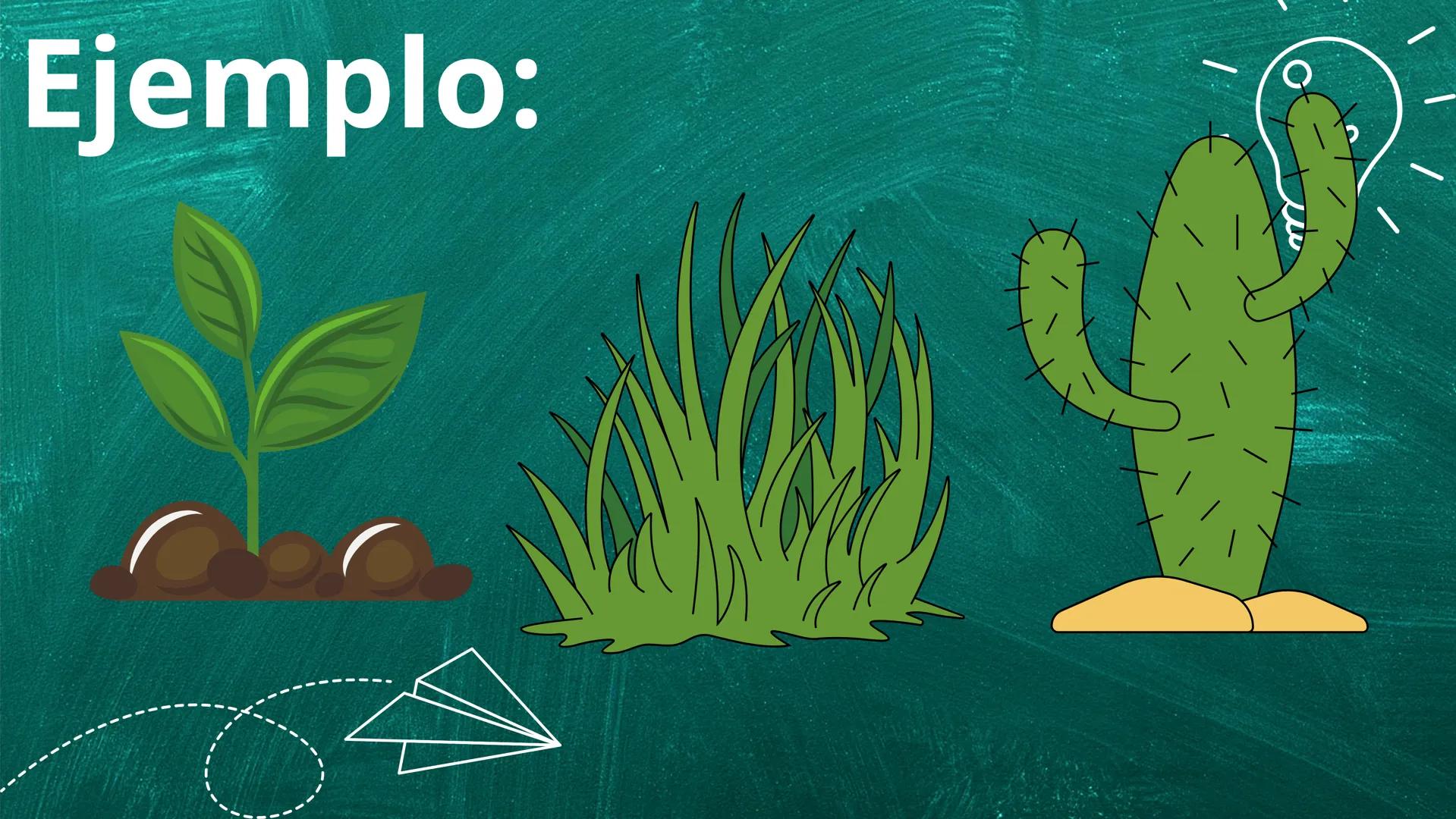 ¿Que son los autotrofos?
Los autótrofos son organismos que producen
su propio alimento a partir de sustancias
inorgánicas, como el agua, lo