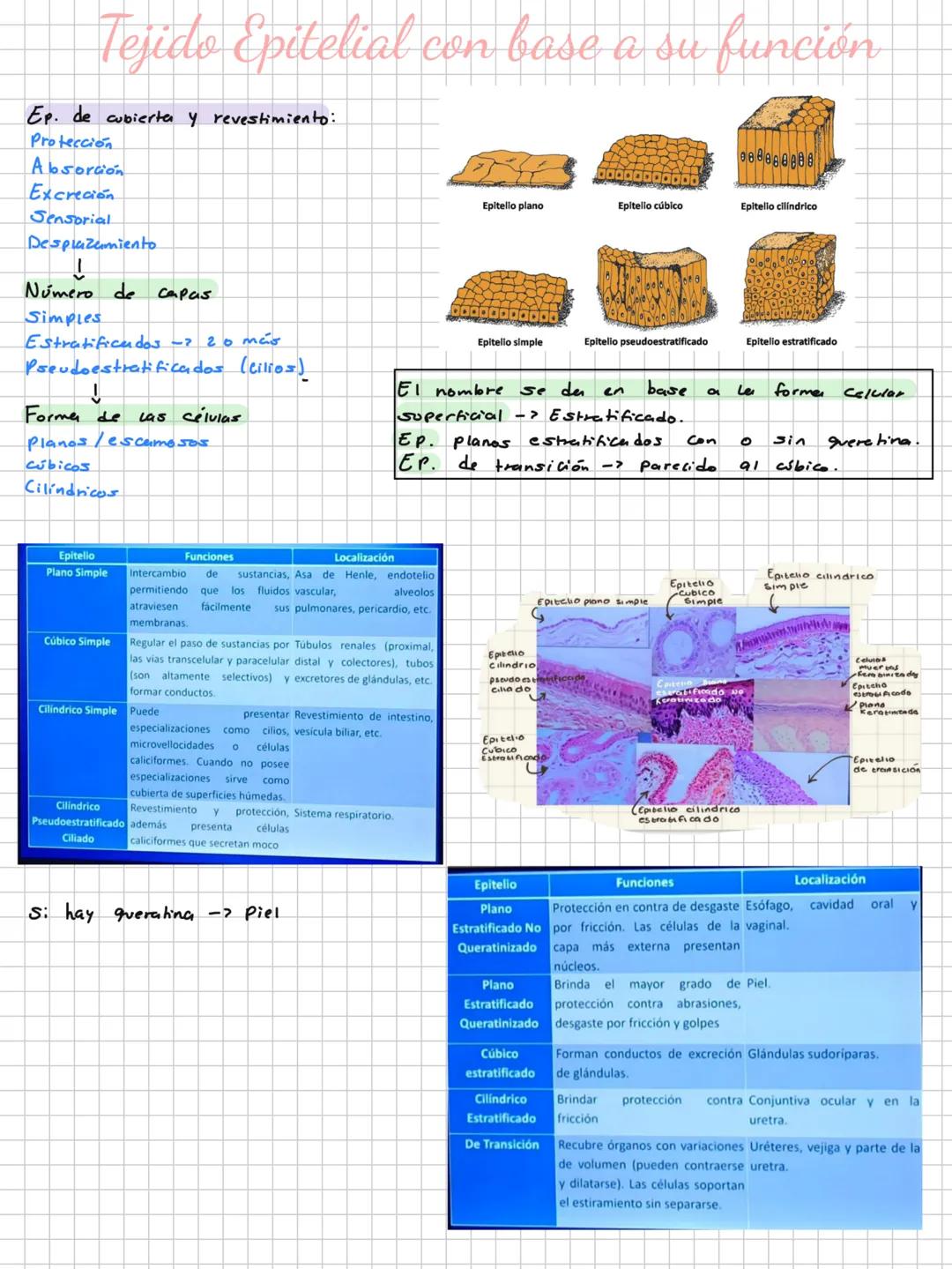 # Niveles de organización
Materia
P. subatomica.
Atómo -> Elementos biogenesicos.
Molécula -> Biomolewias.
Células
Tejidos -> Epitelial