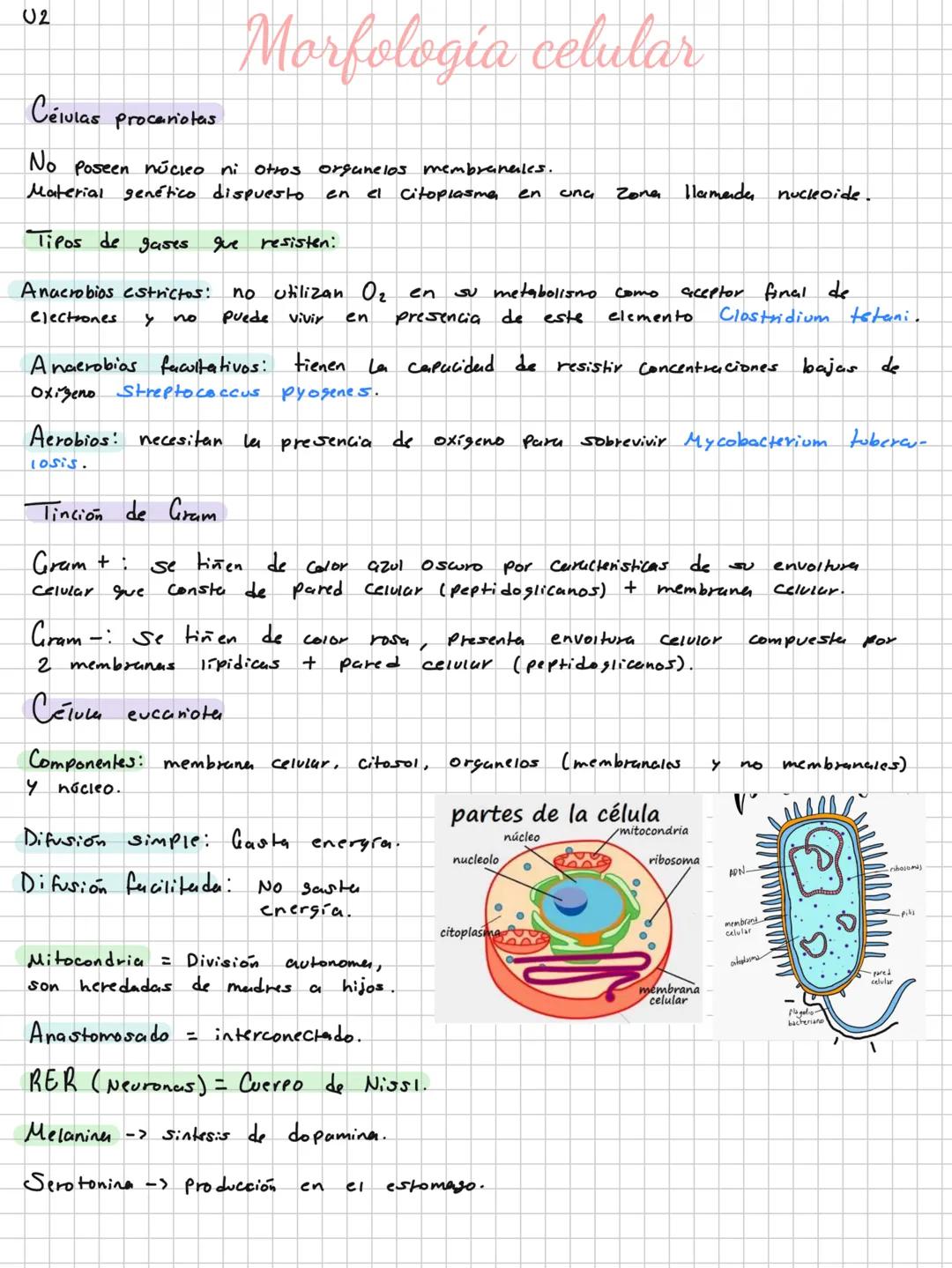 # Niveles de organización
Materia
P. subatomica.
Atómo -> Elementos biogenesicos.
Molécula -> Biomolewias.
Células
Tejidos -> Epitelial