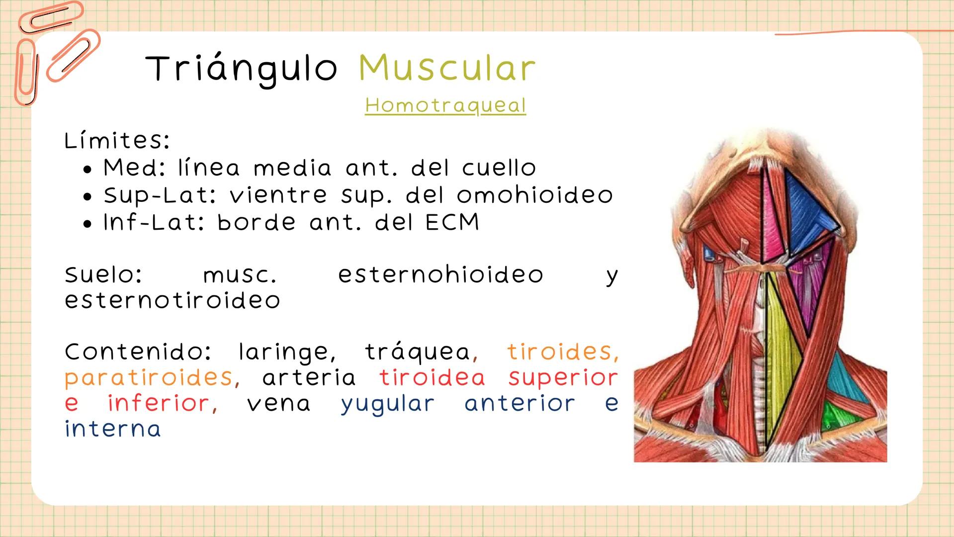 Triángulos
Del Cuello Región del Cuello
El cuello es la región del
cuerpo
entre
la
comprendida
cabeza y el
m. mylohyoideus-
processus mastoi