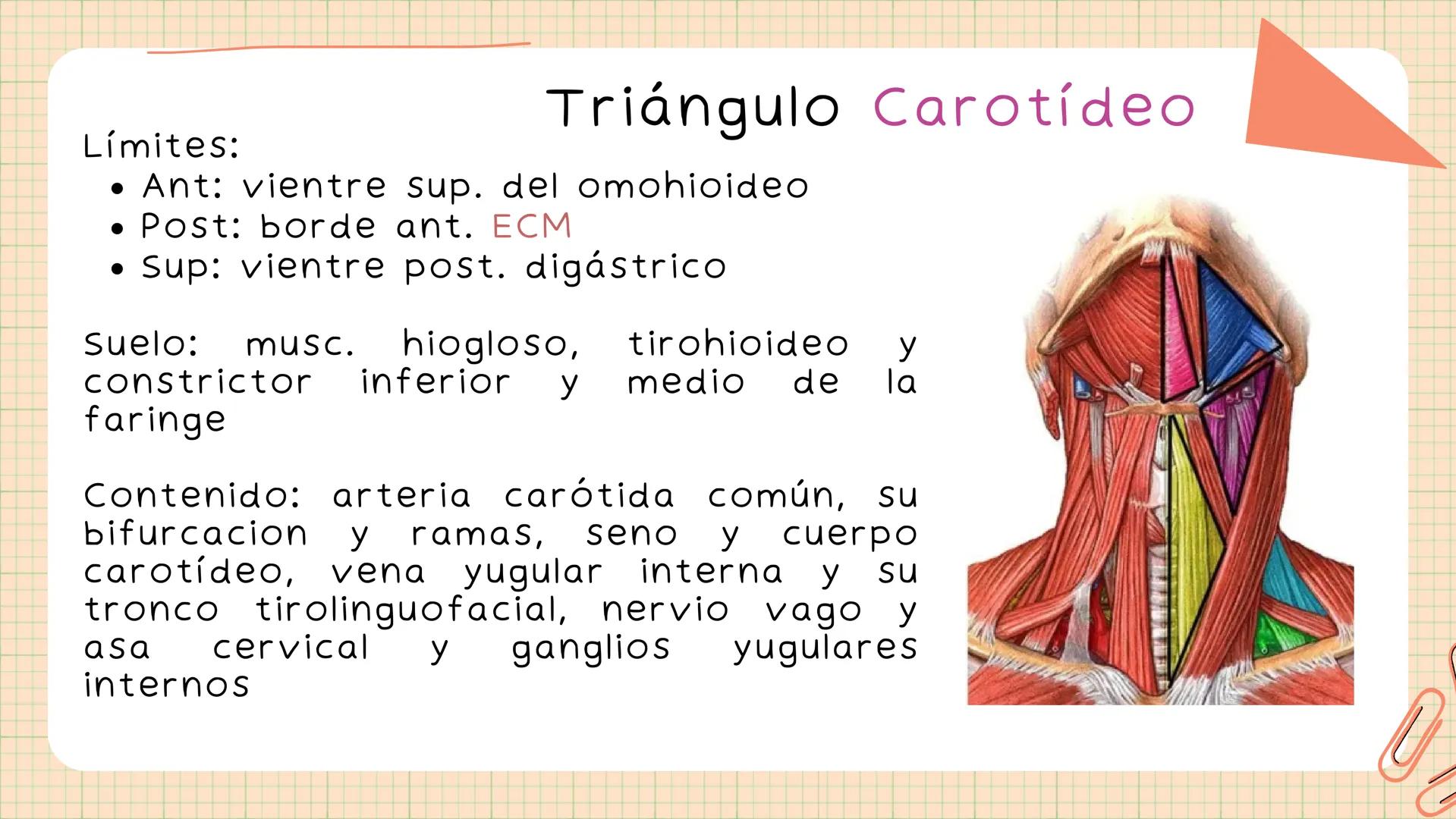 Triángulos
Del Cuello Región del Cuello
El cuello es la región del
cuerpo
entre
la
comprendida
cabeza y el
m. mylohyoideus-
processus mastoi
